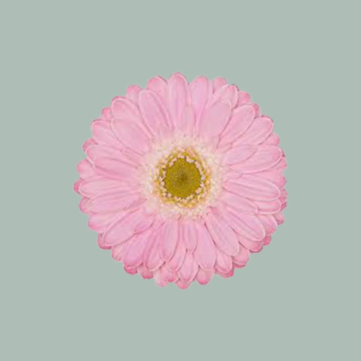 Germini Babble (20 Stems)