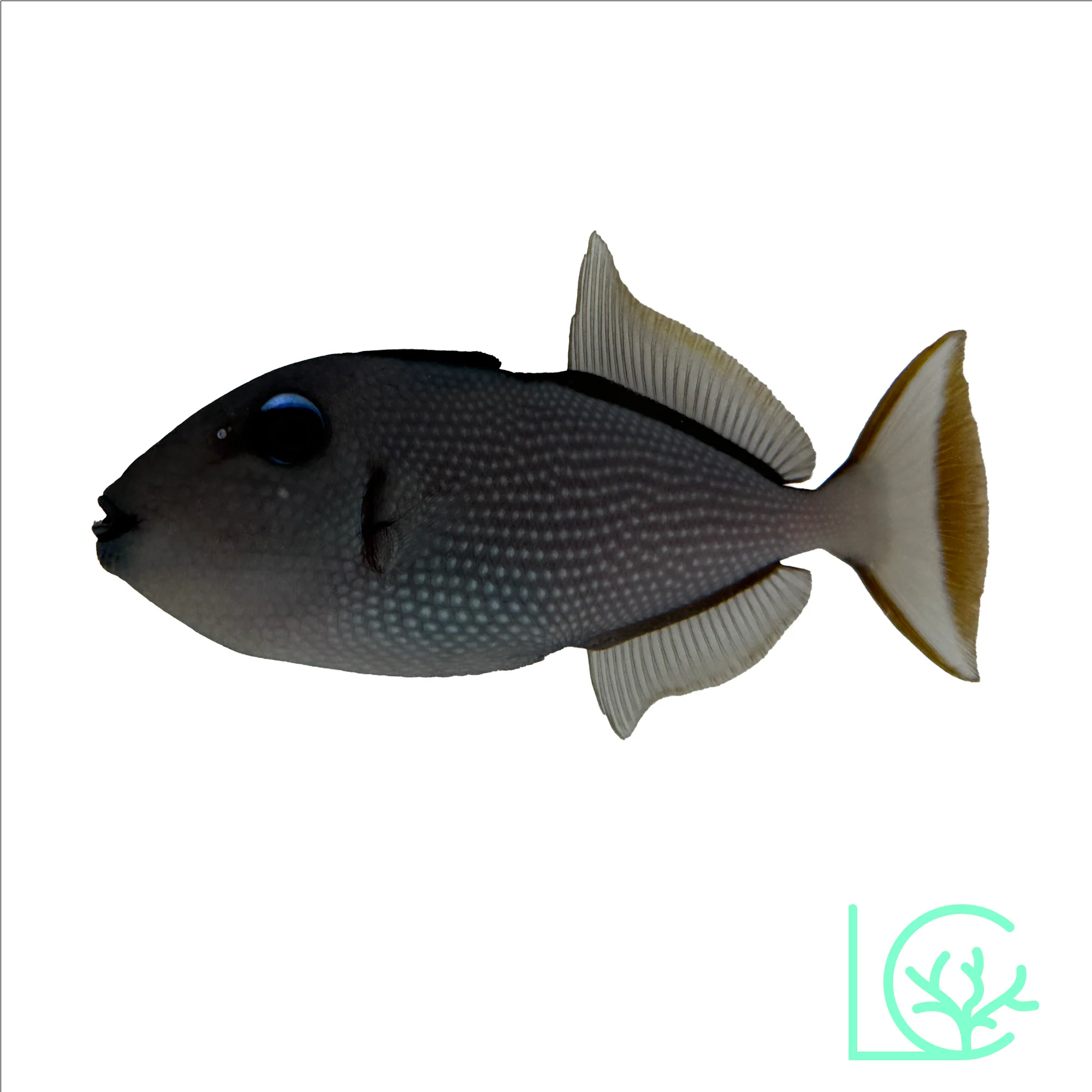 Blue Throat Trigger
