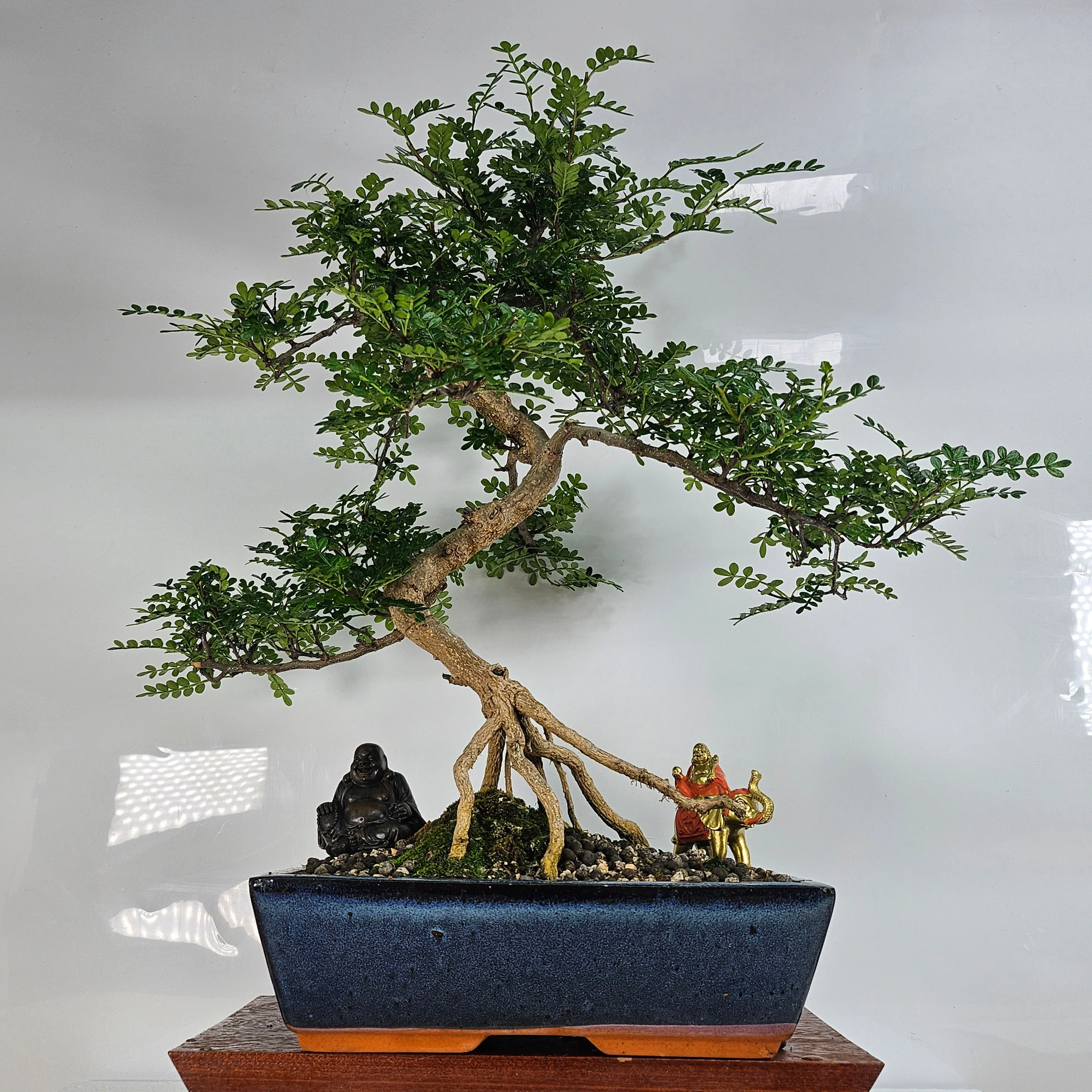 Chinese Pepper (Zanthoxylum Pipertum) Bonsai Tree | Shaped | In 30cm Pot