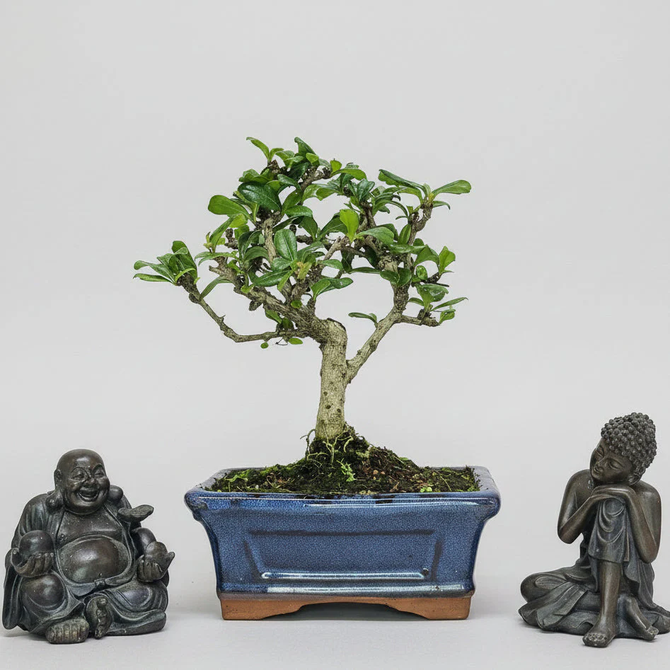 Fukien Tea Tree (Carmona Retusa) Bonsai Tree | Broom | In 15cm Pot