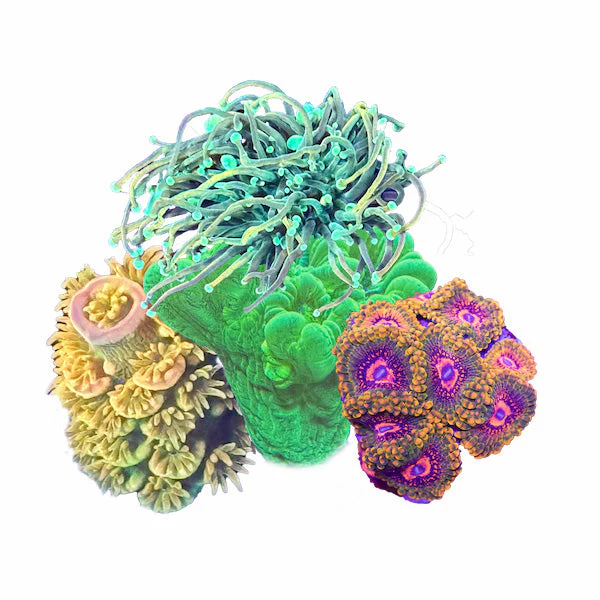 All Coral