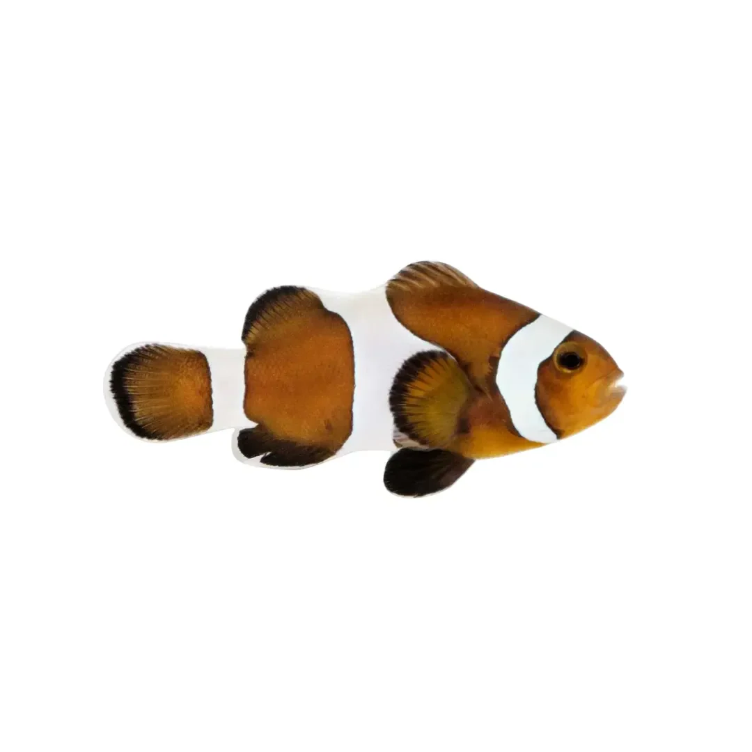 Mocha Ocellaris Clownfish