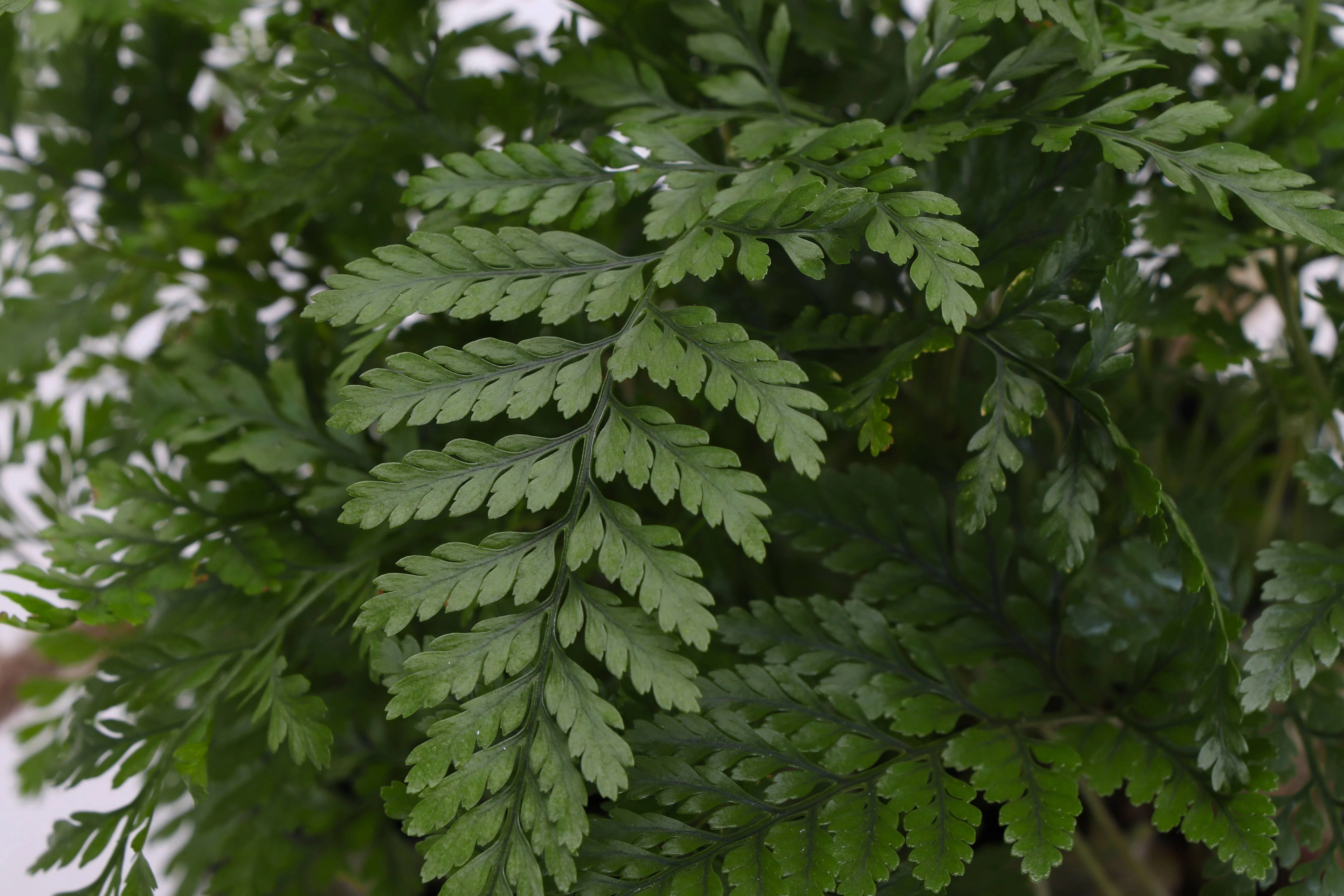 Rabbit's Foot Fern - 4