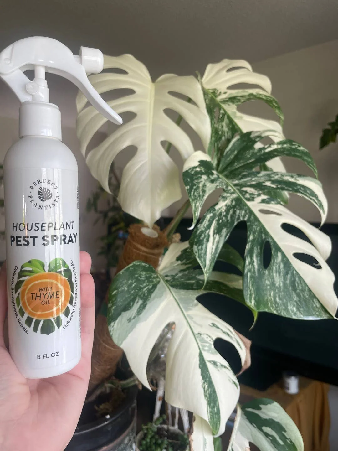 Natural + Non-Toxic Houseplant Pest Spray 16 oz PERFECT PLANTISTA