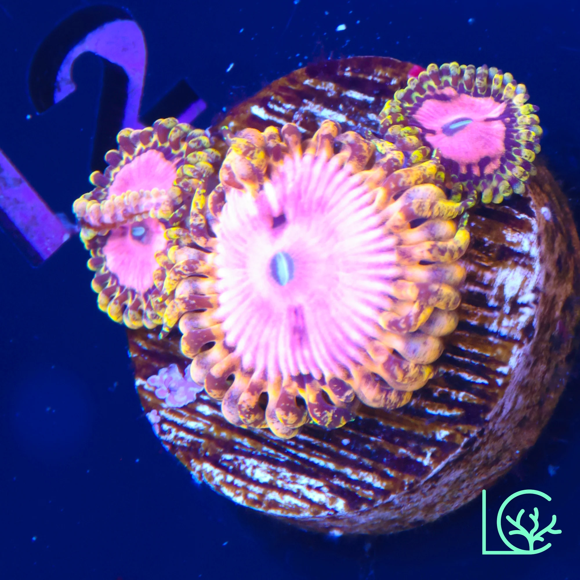 Pink Diamond Zoa WYSIWYG