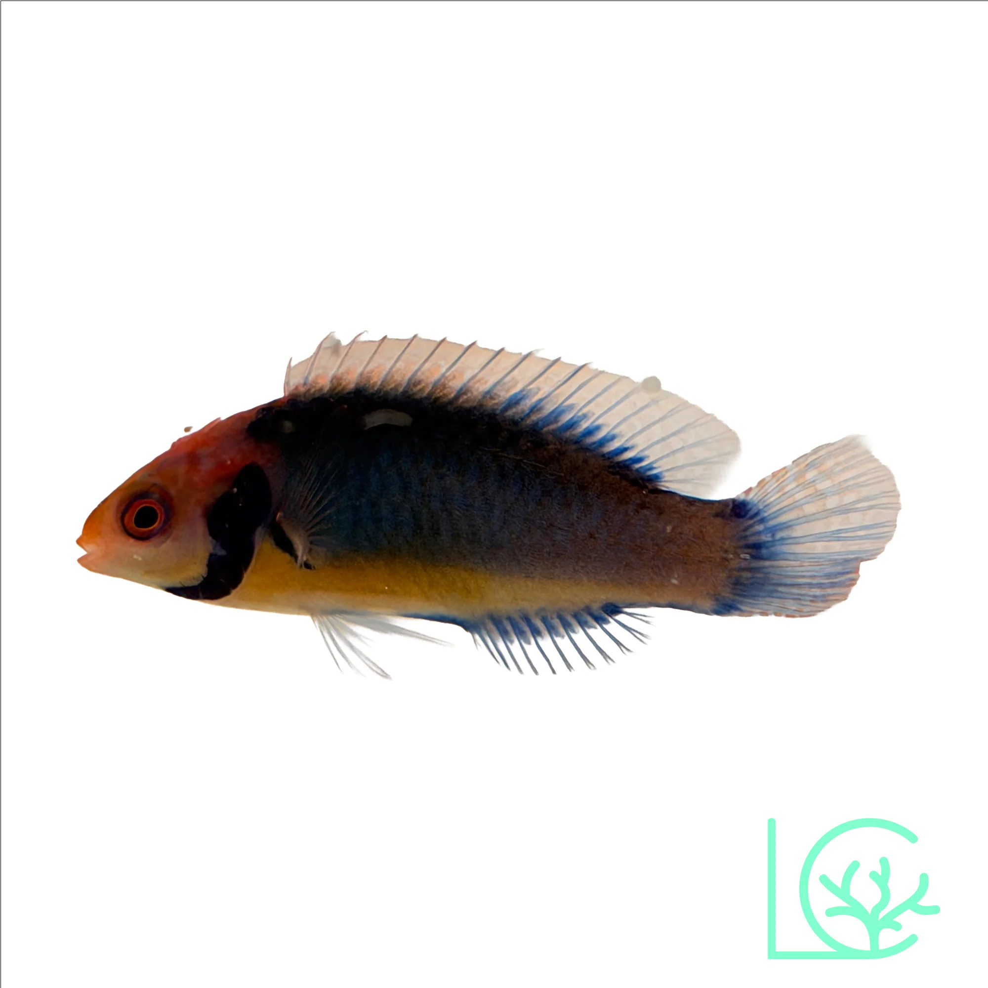 Solorensis Fairy Wrasse