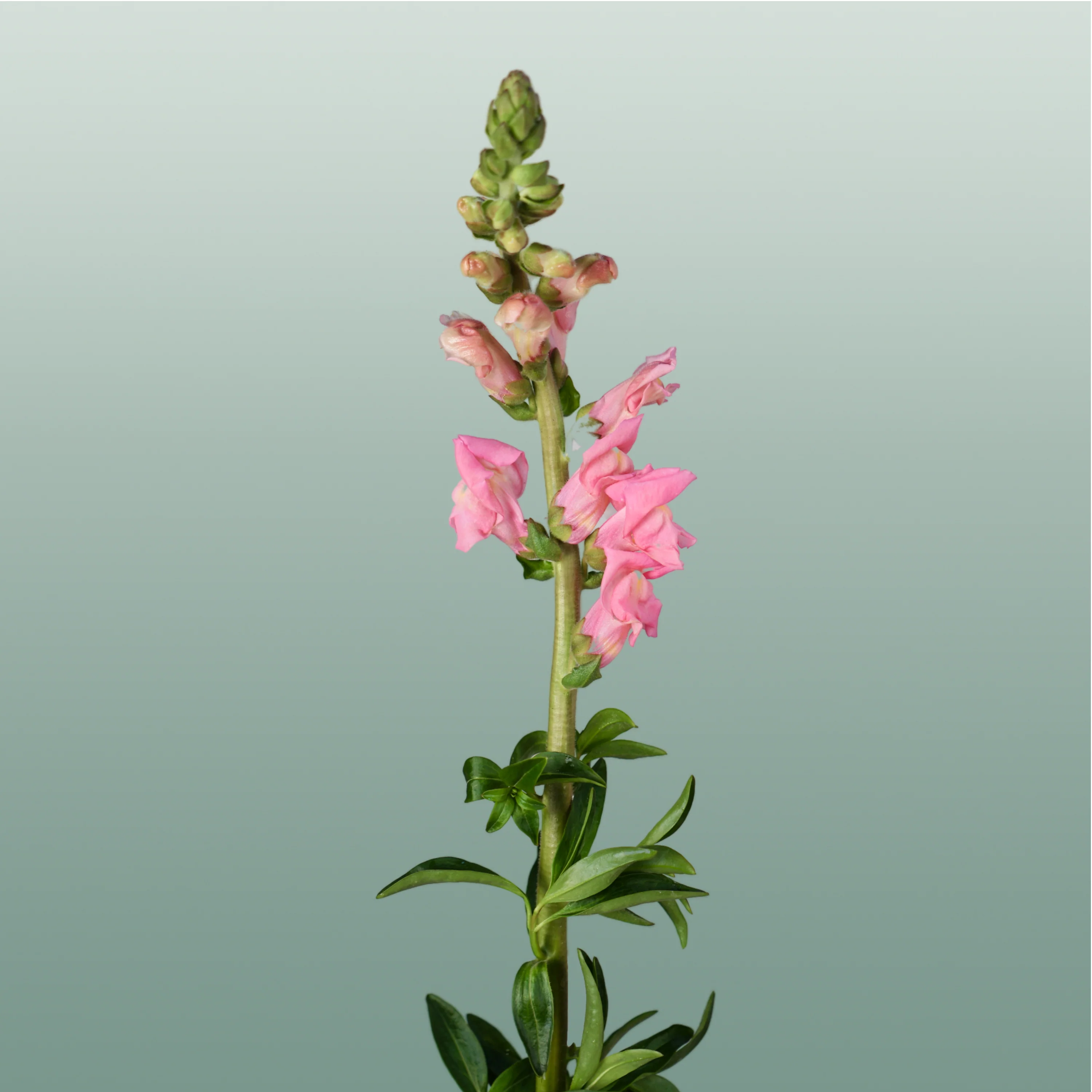 Snapdragon Potomac Pink