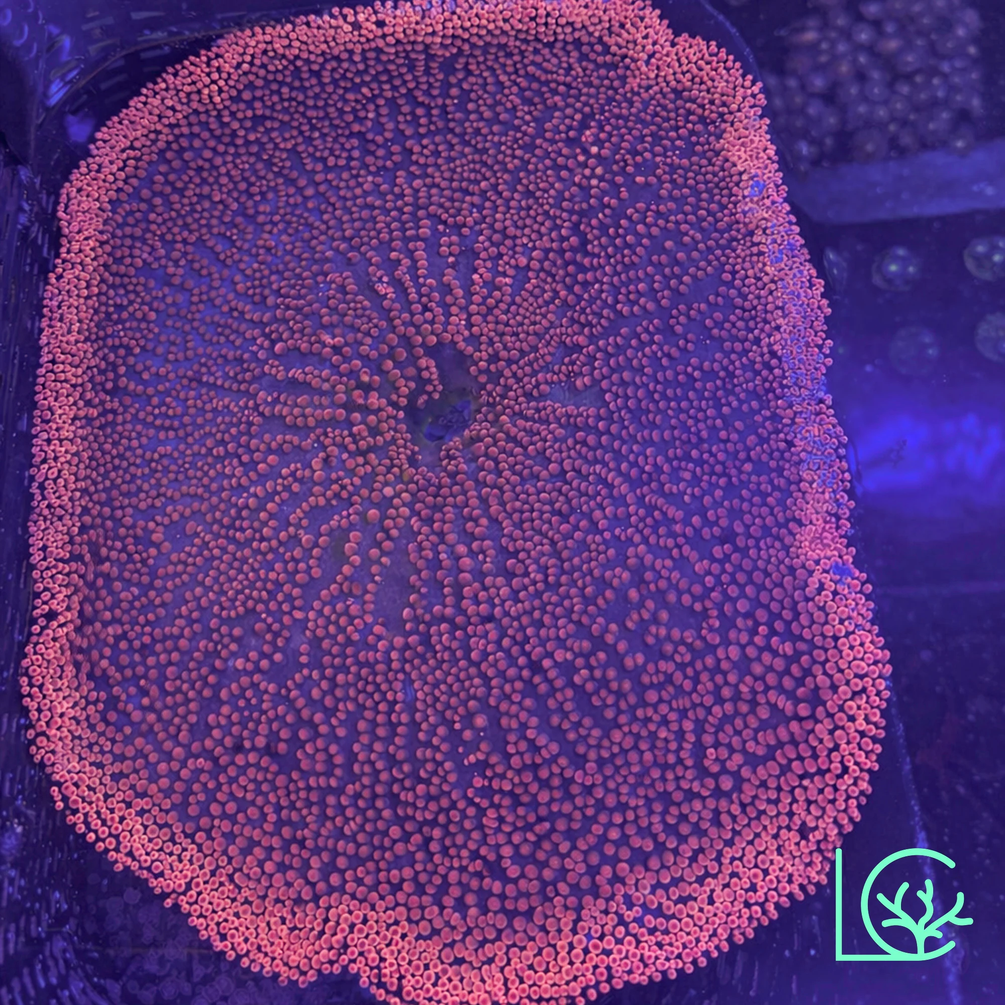 Rainbow Carpet Anemone WYSIWYG