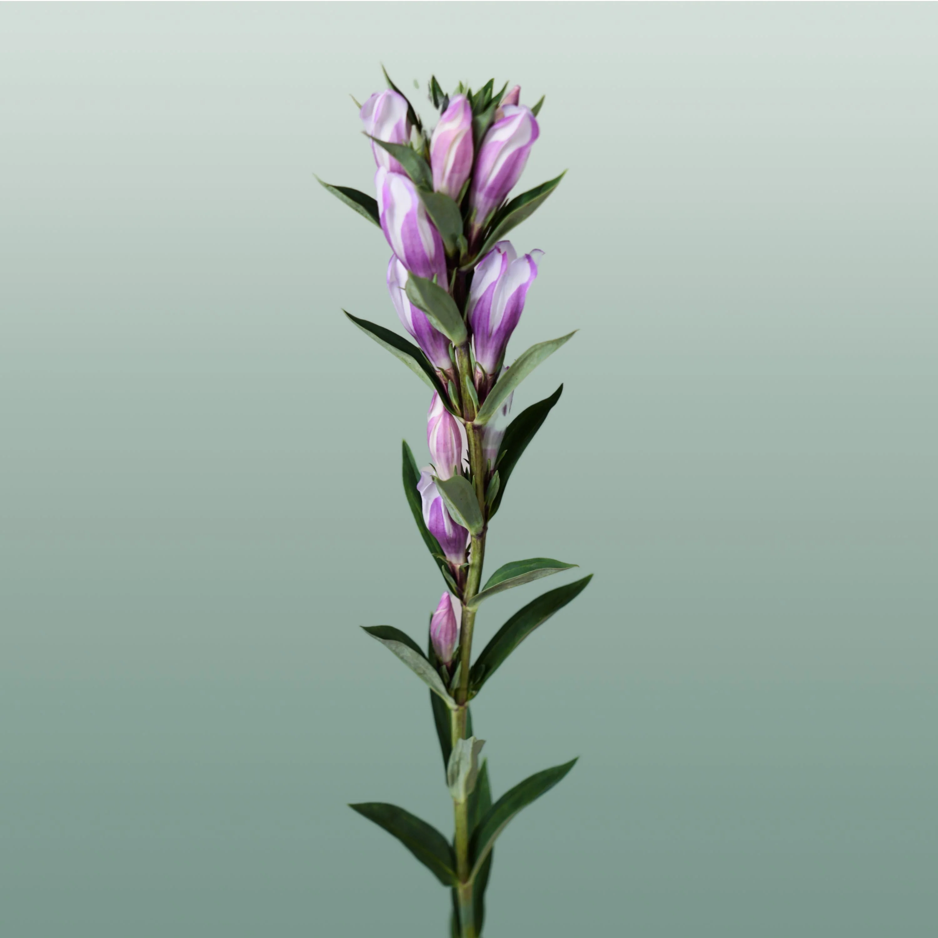 Gentiana Pink Sky (10 Stems)