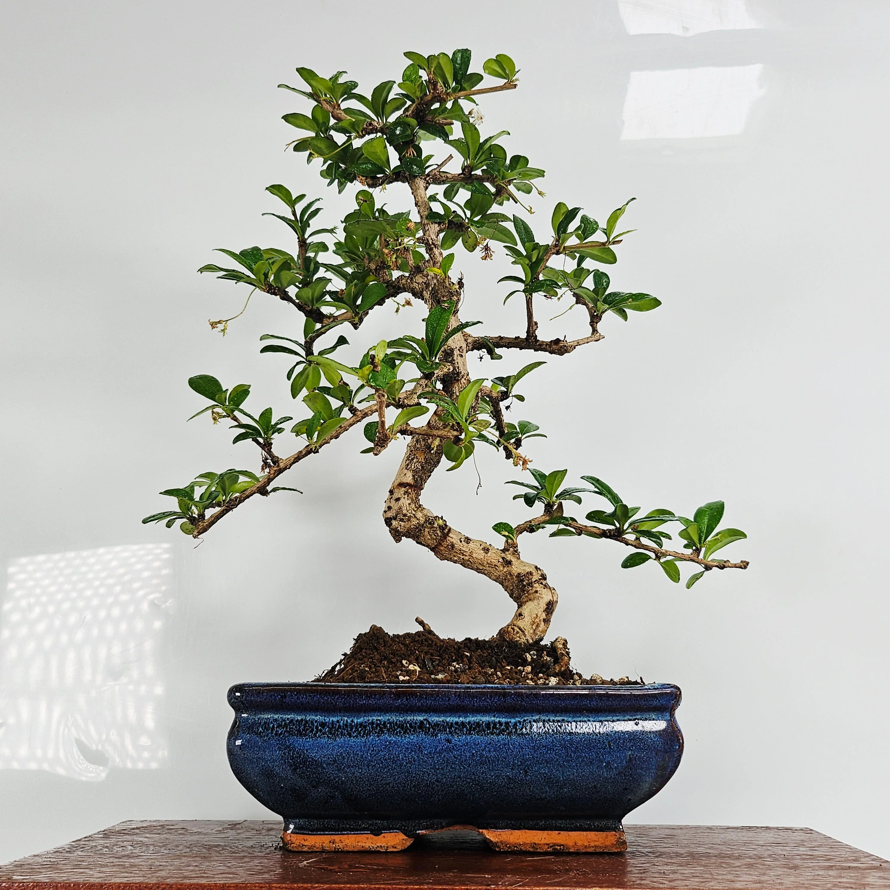 Fukien Tea Tree (Carmona Retusa) Bonsai Tree | Shaped | In 20cm Pot