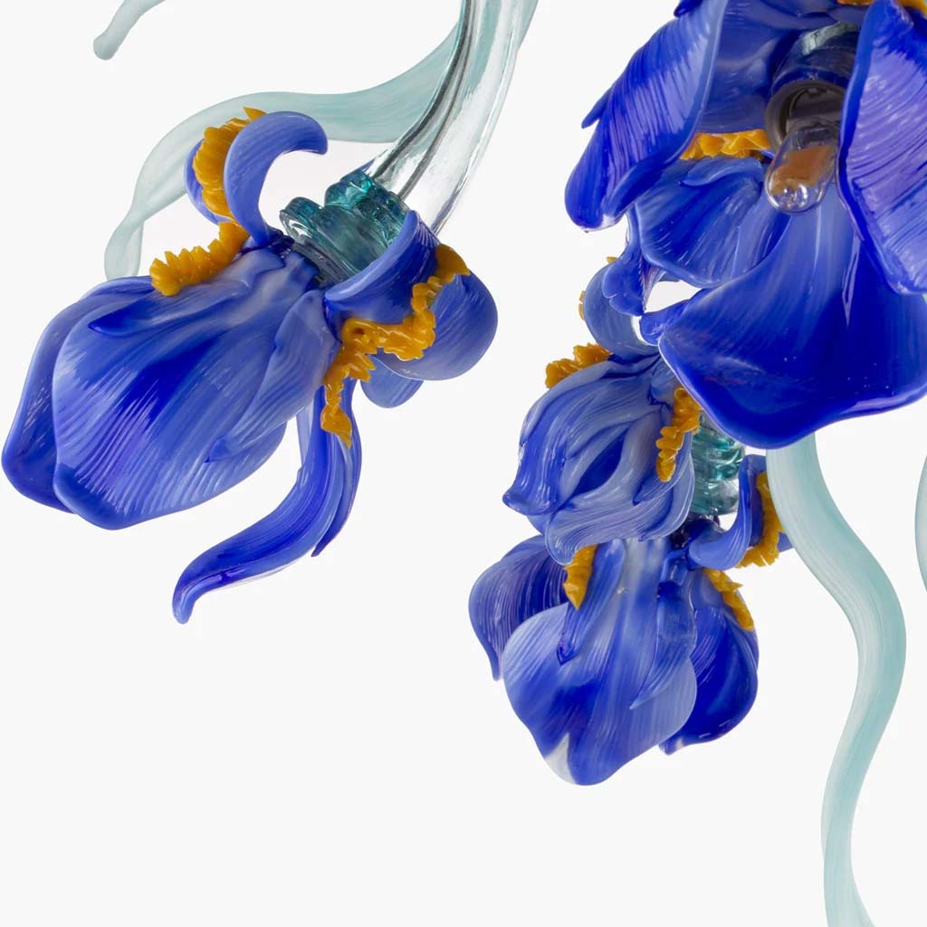 Iris Medusa