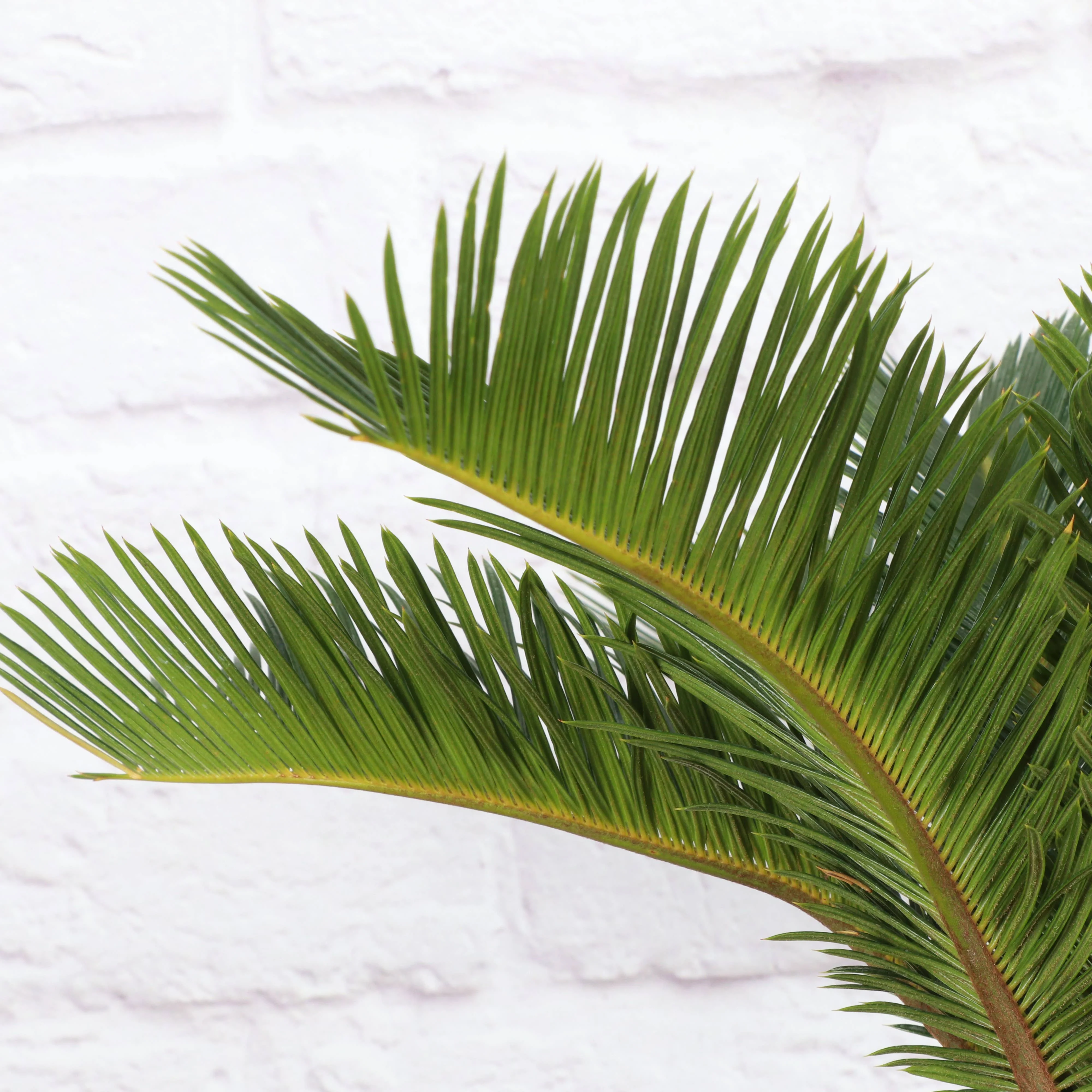 Sago Palm - Live Plant 6