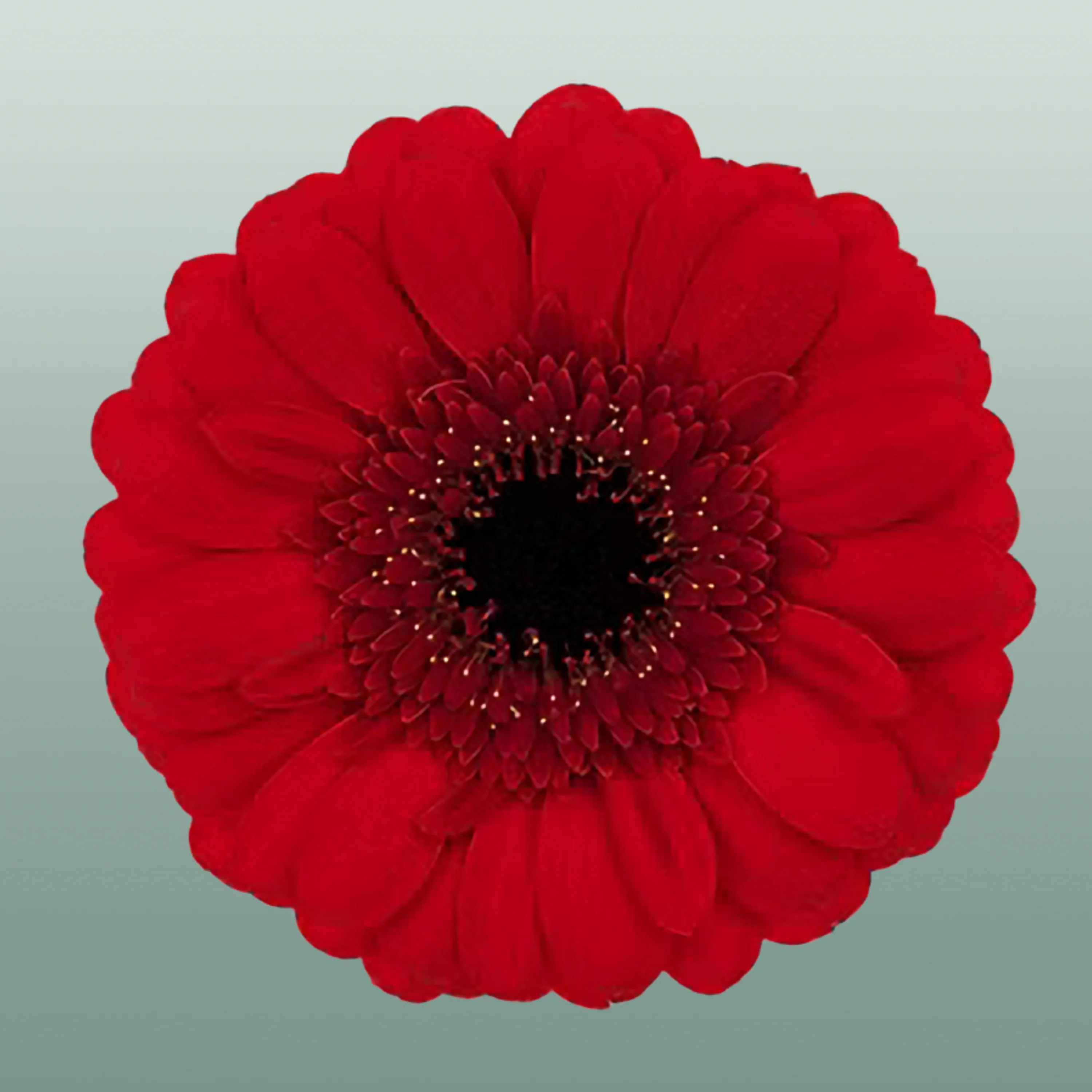 Germini Red Ruby