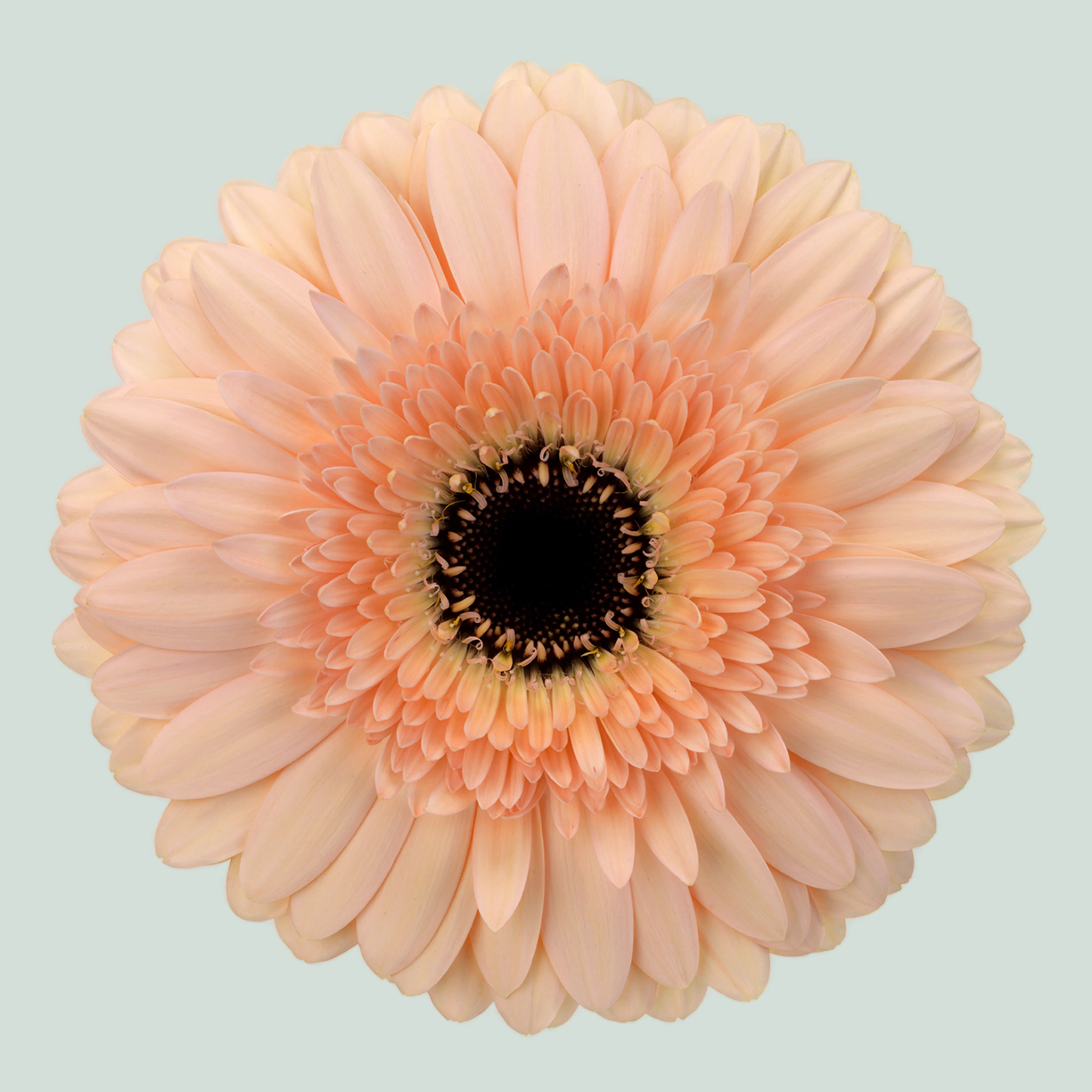 Gerbera Cafe Del Mar (15 Stems)