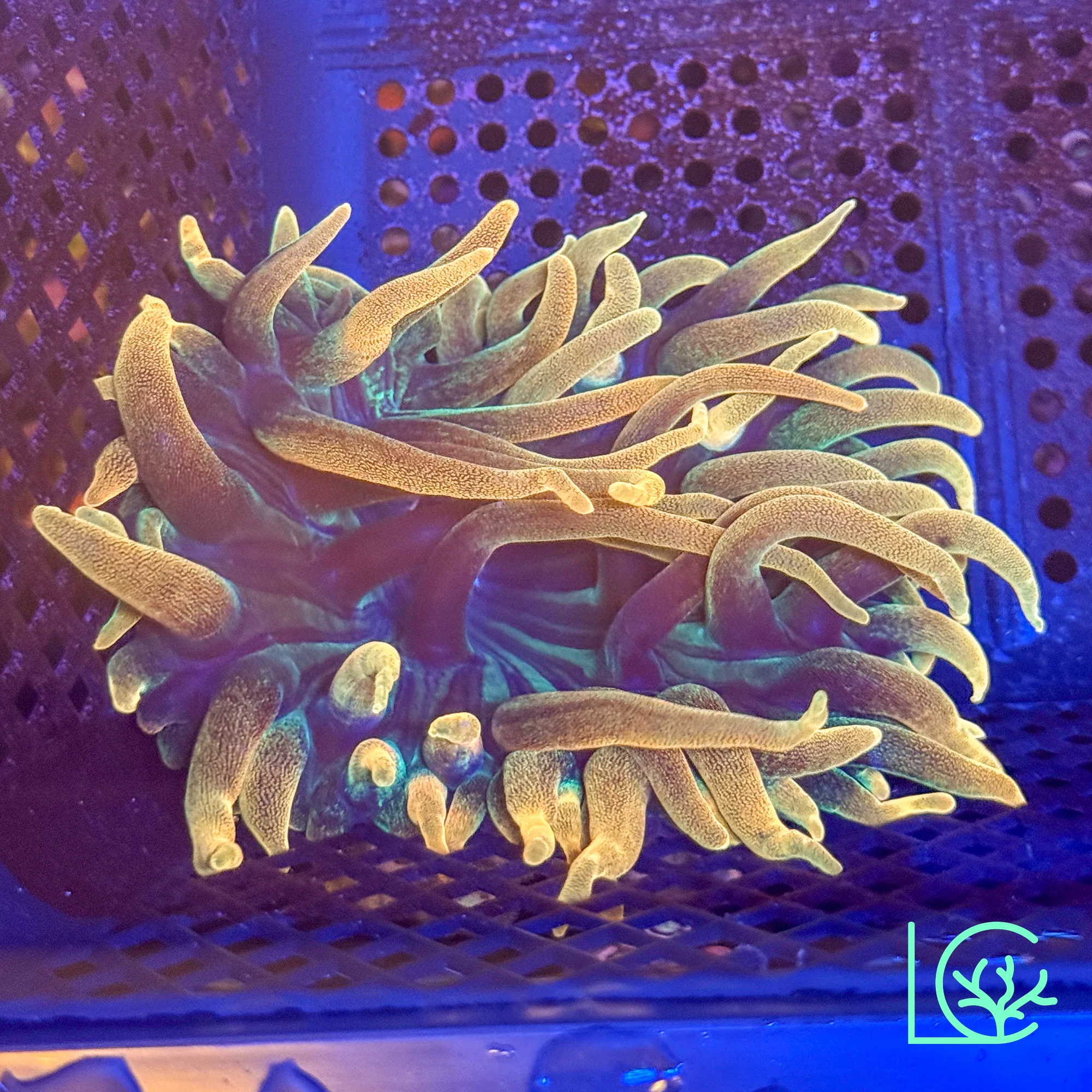 Colorado Sunburst Anemone WYSIWYG