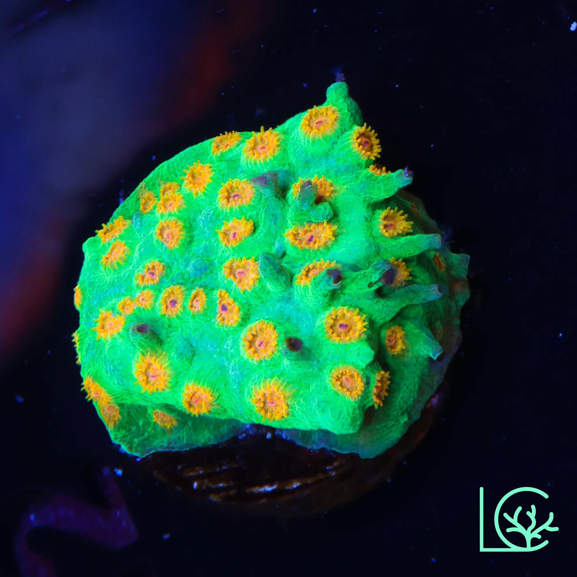 Reptar Cyphastrea WYSIWYG
