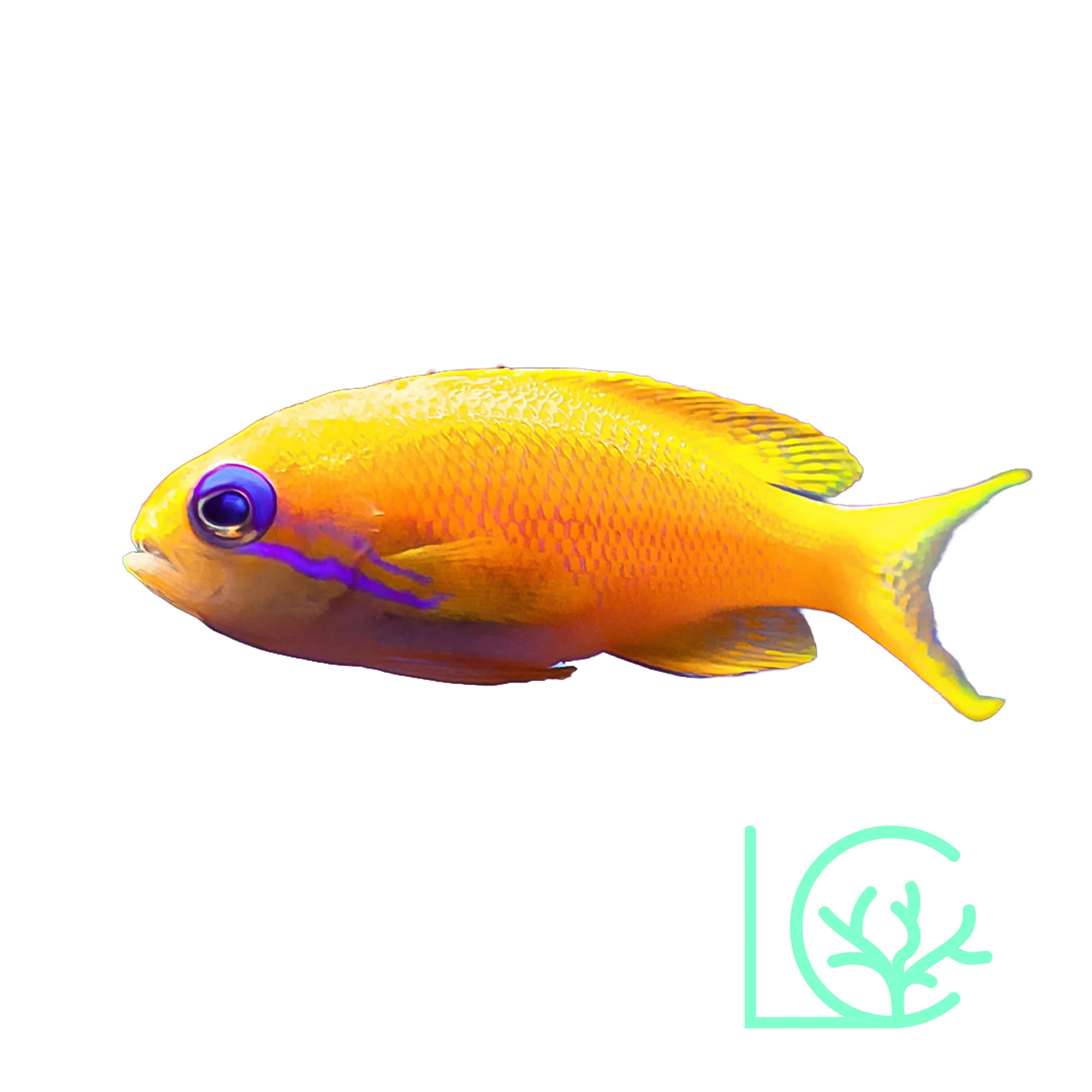 Lyretail Anthias