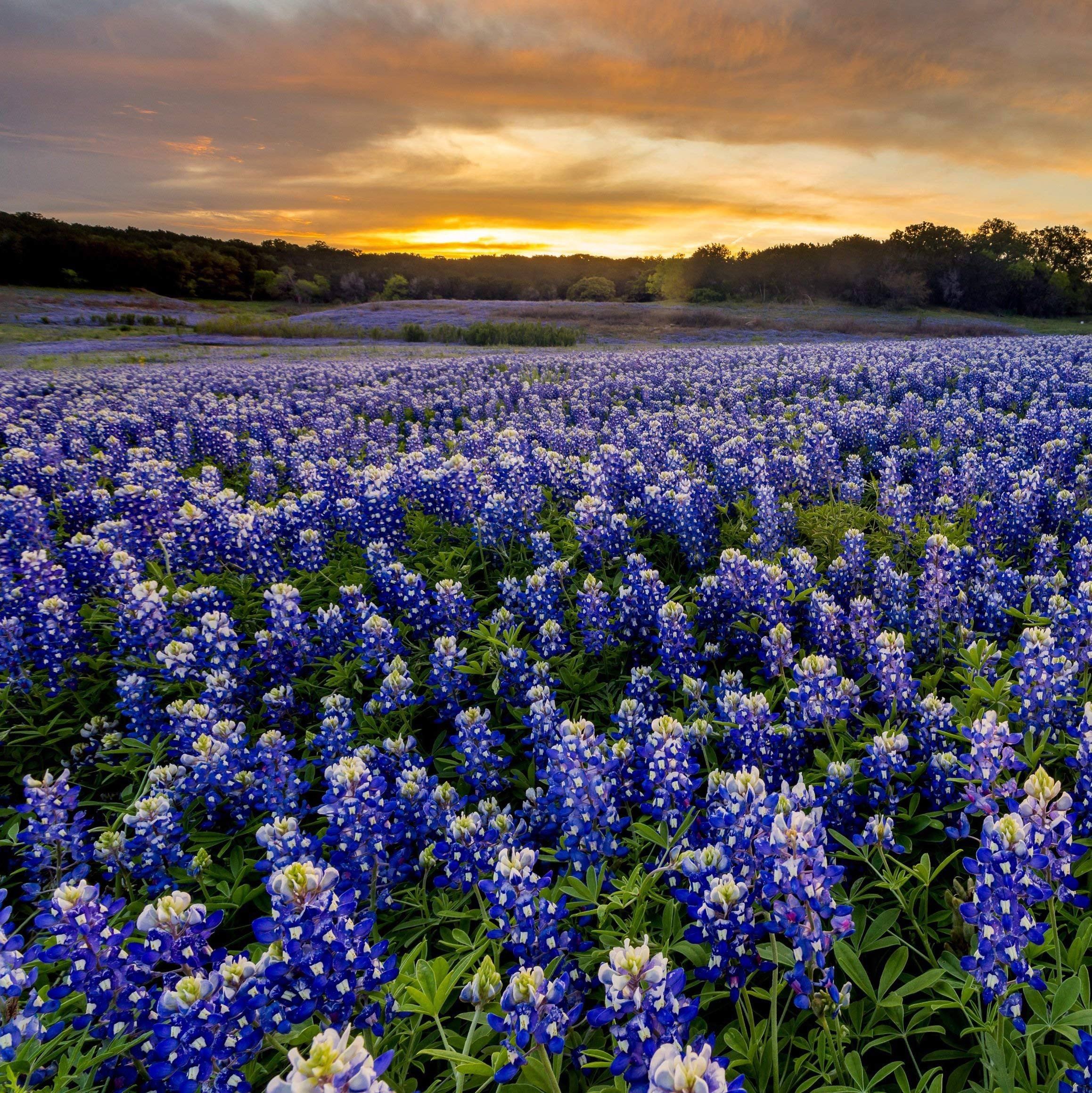 Outsidepride Texas Bluebonnet Wild Flower Seed - 1/4 lb