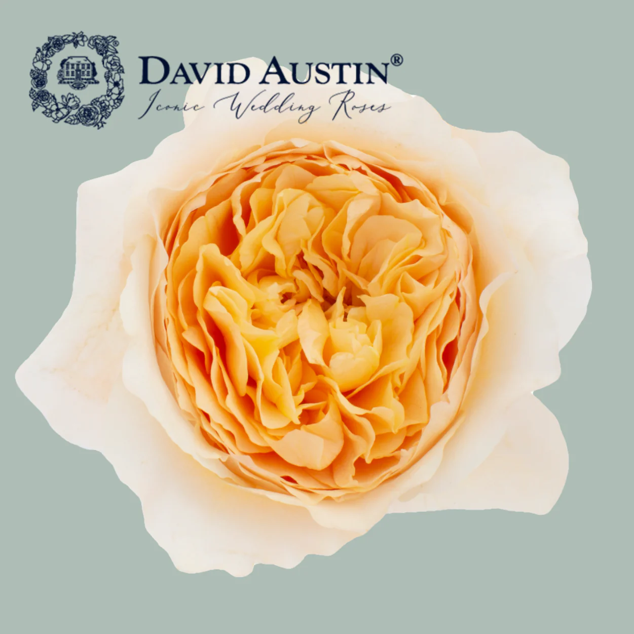 David Austin Effie Rose (24 Stems)