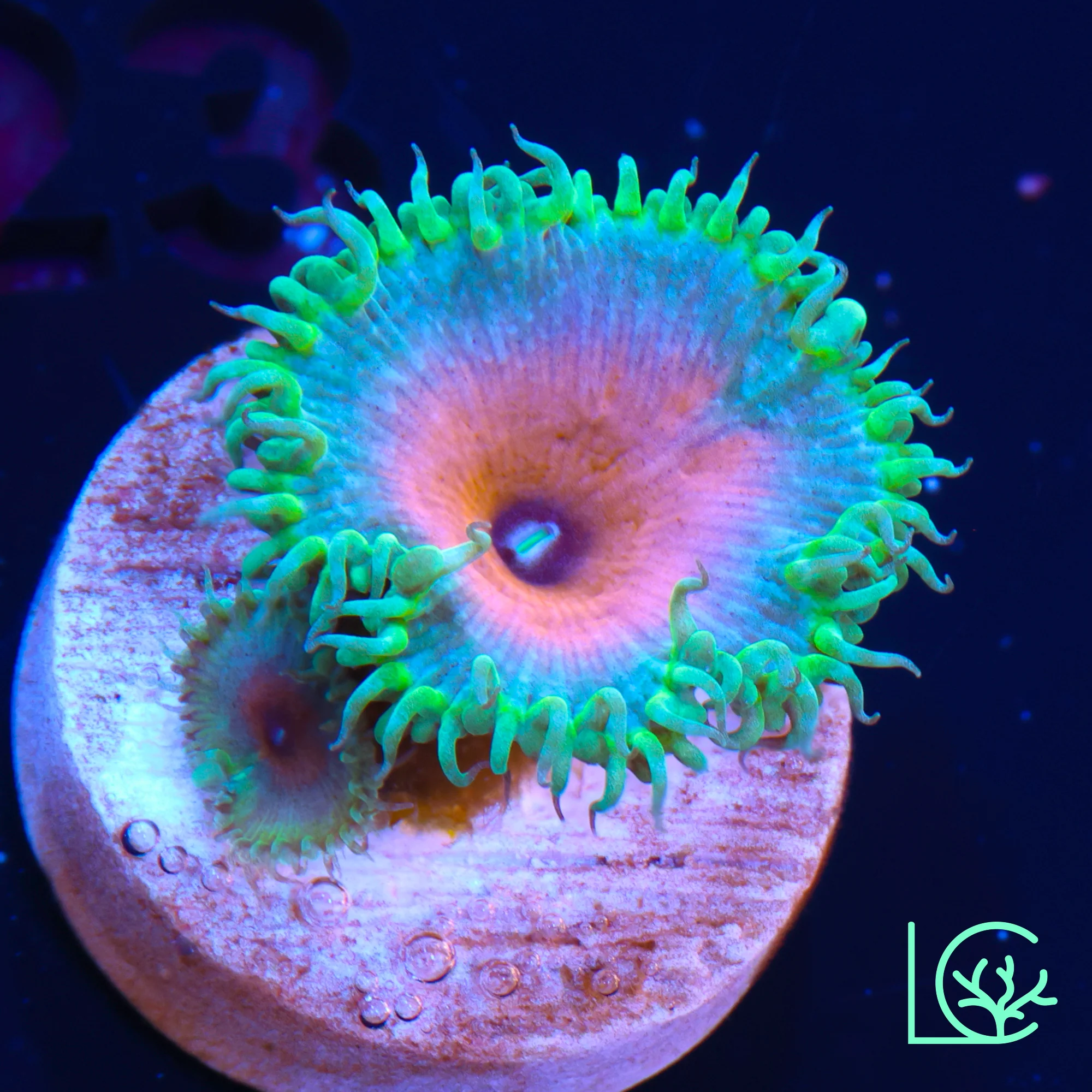 Captain America Zoa WYSIWYG