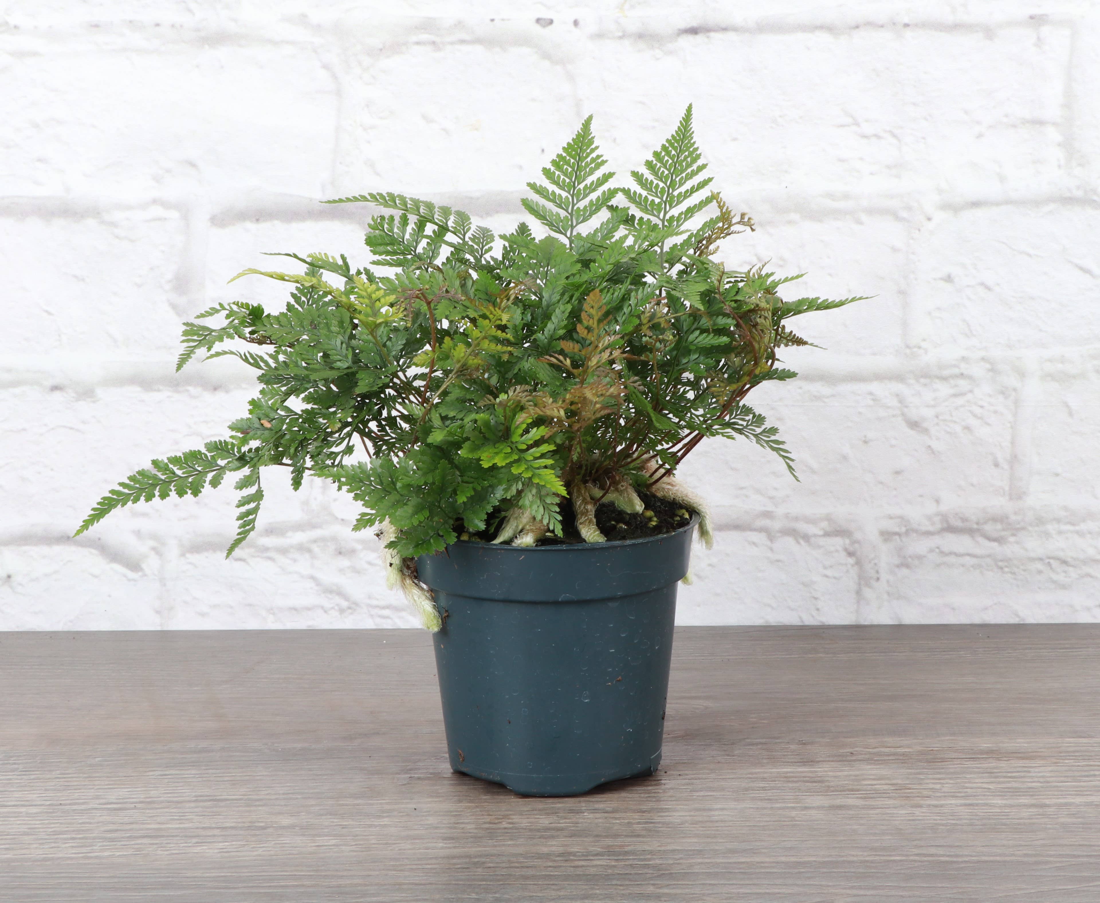 Rabbit's Foot Fern - 4
