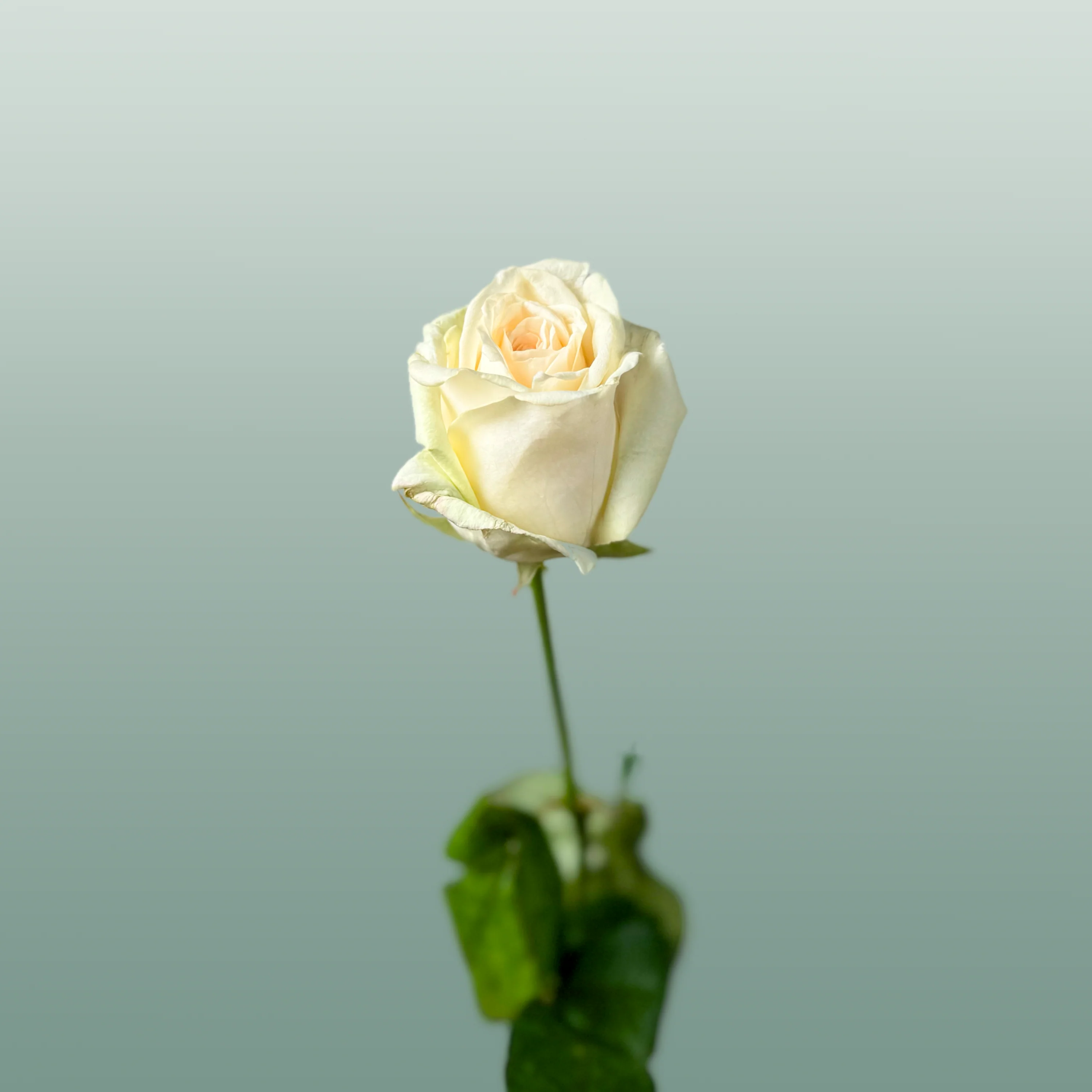 Rose Dolomiti