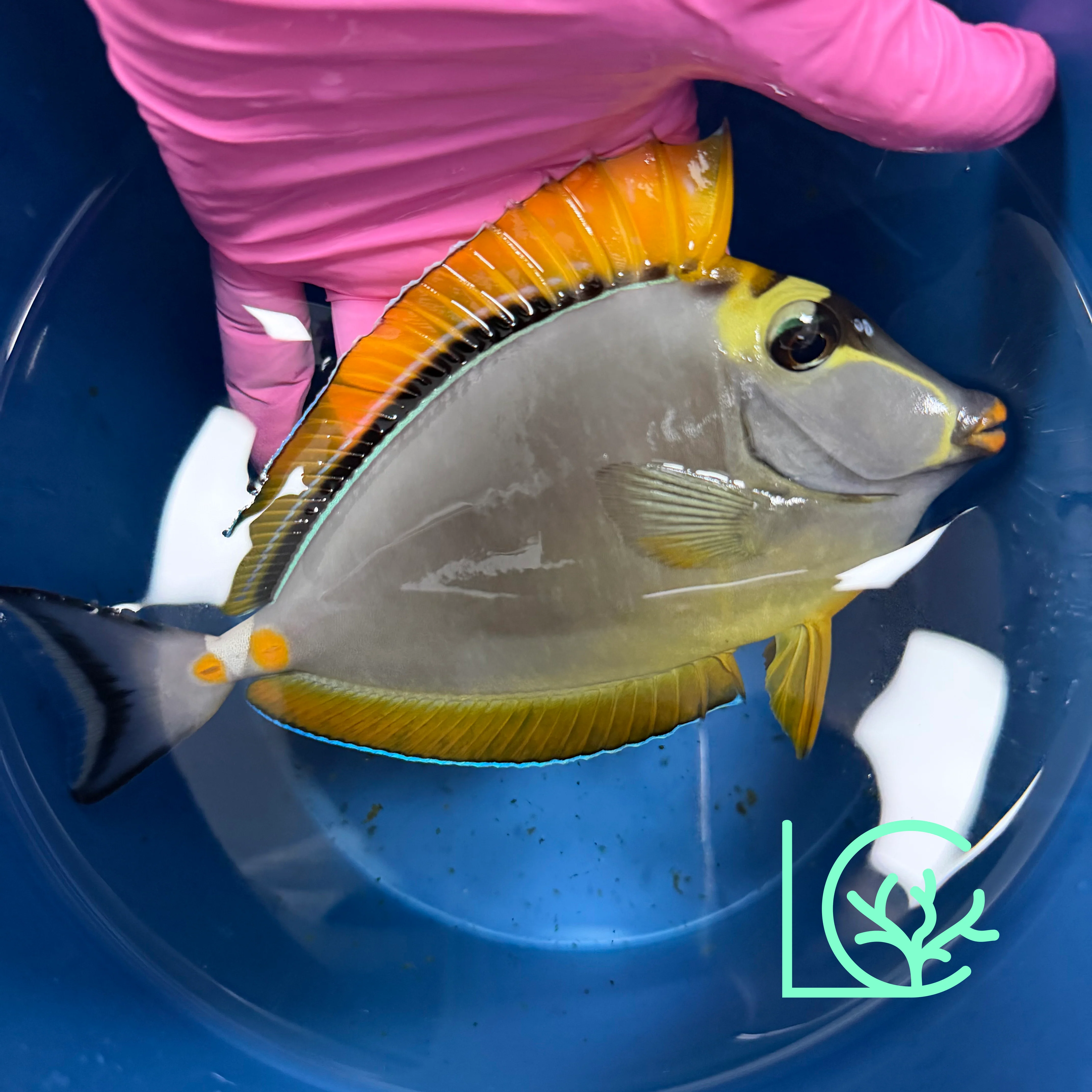 Blonde Naso Tang XL WYSIWYG