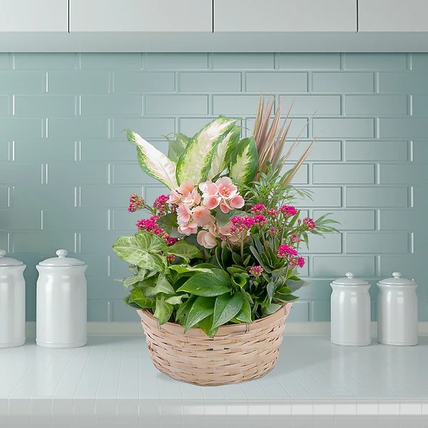 Lush Dish Garden