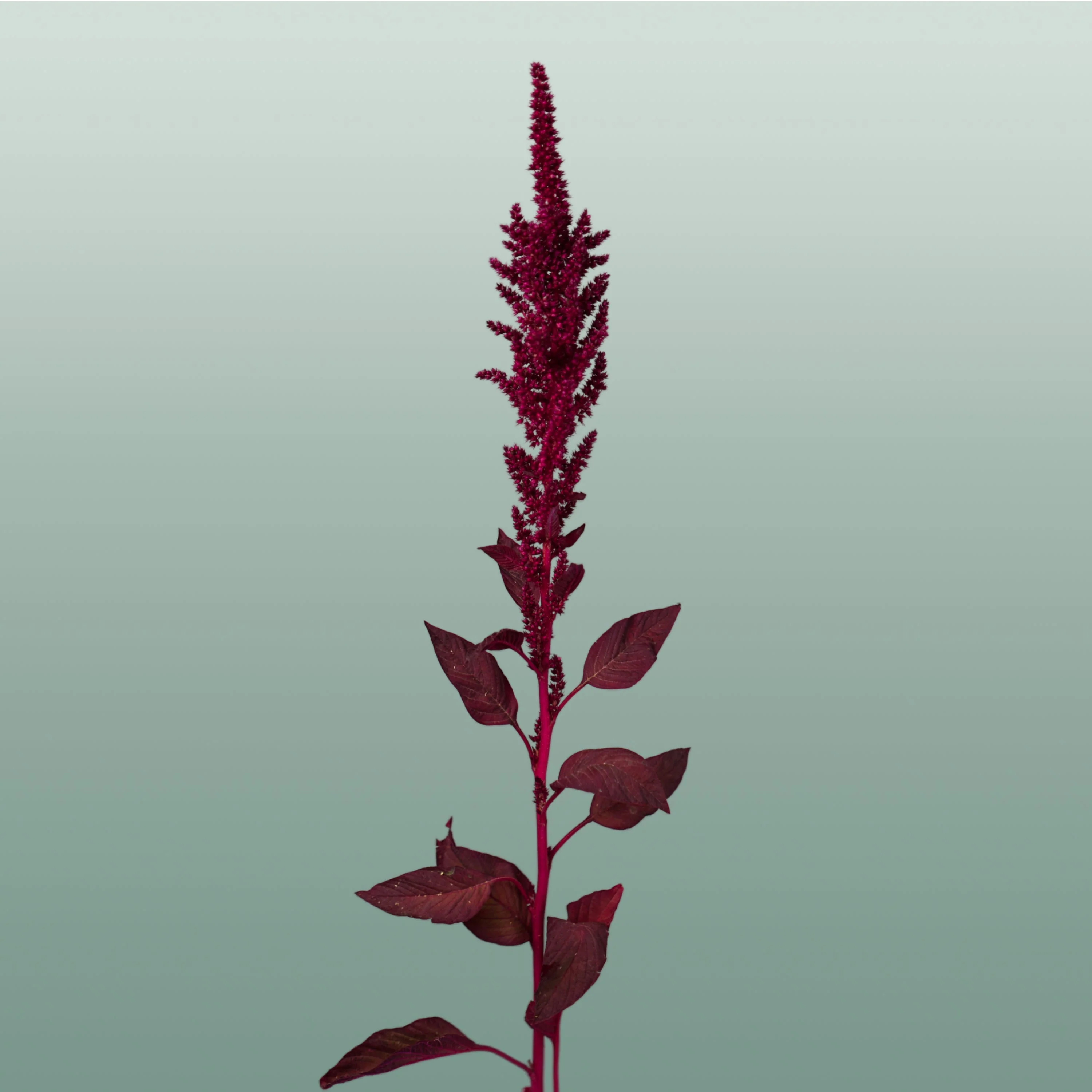 Amaranthus Velvet (10 Stems)