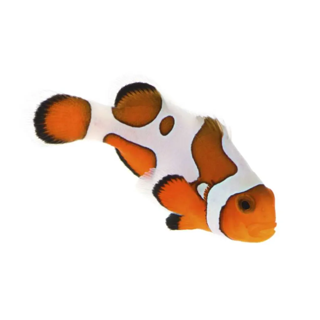 Premium Gladiator Clownfish