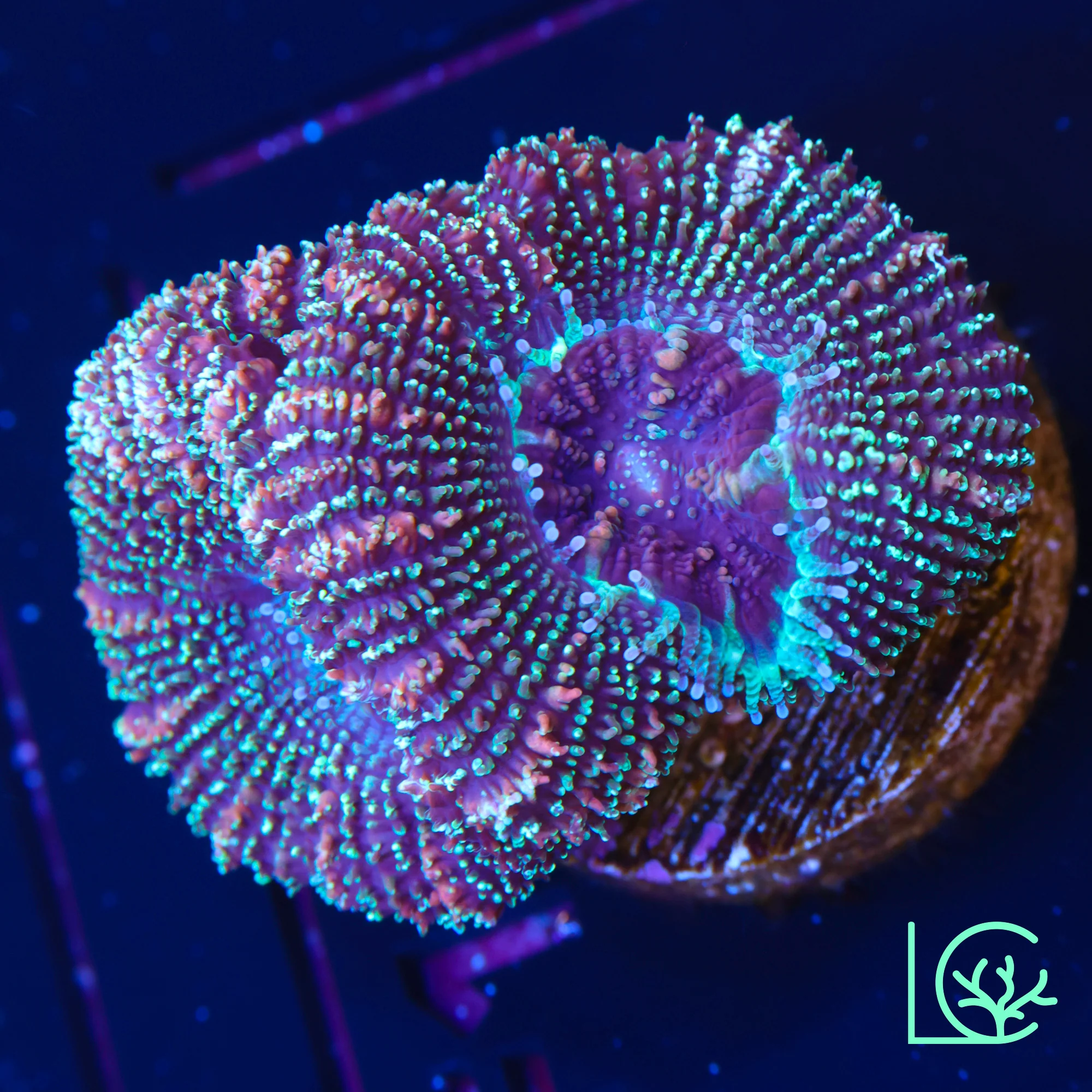 LC Dark Matter Acan WYSIWYG