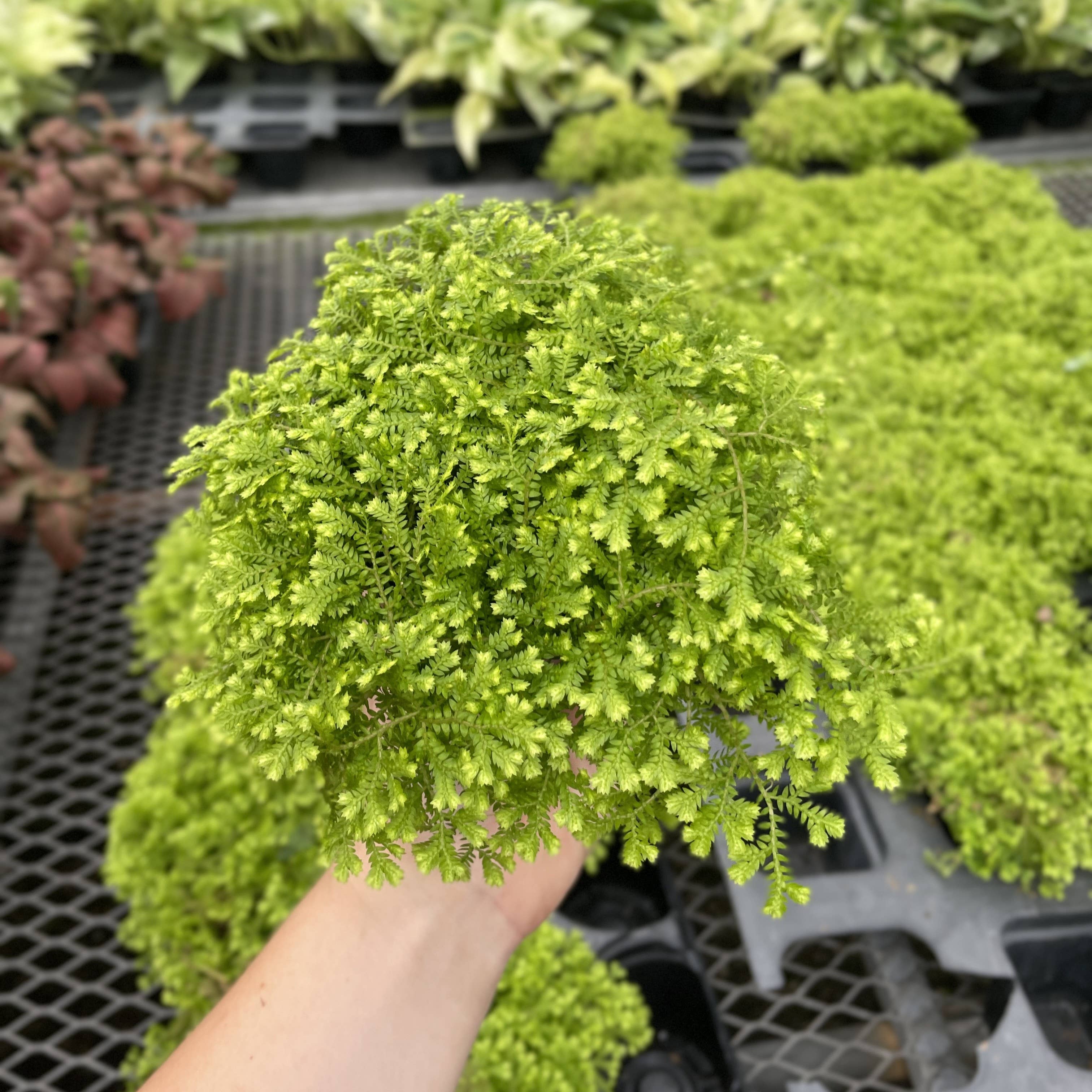Gold Club Moss Fern - 4