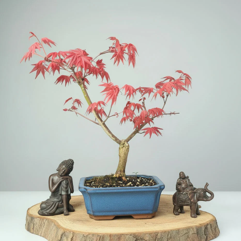 Japanese Maple (Acer) Bonsai Tree | Deshojo Informal Upright | In 15cm Pot