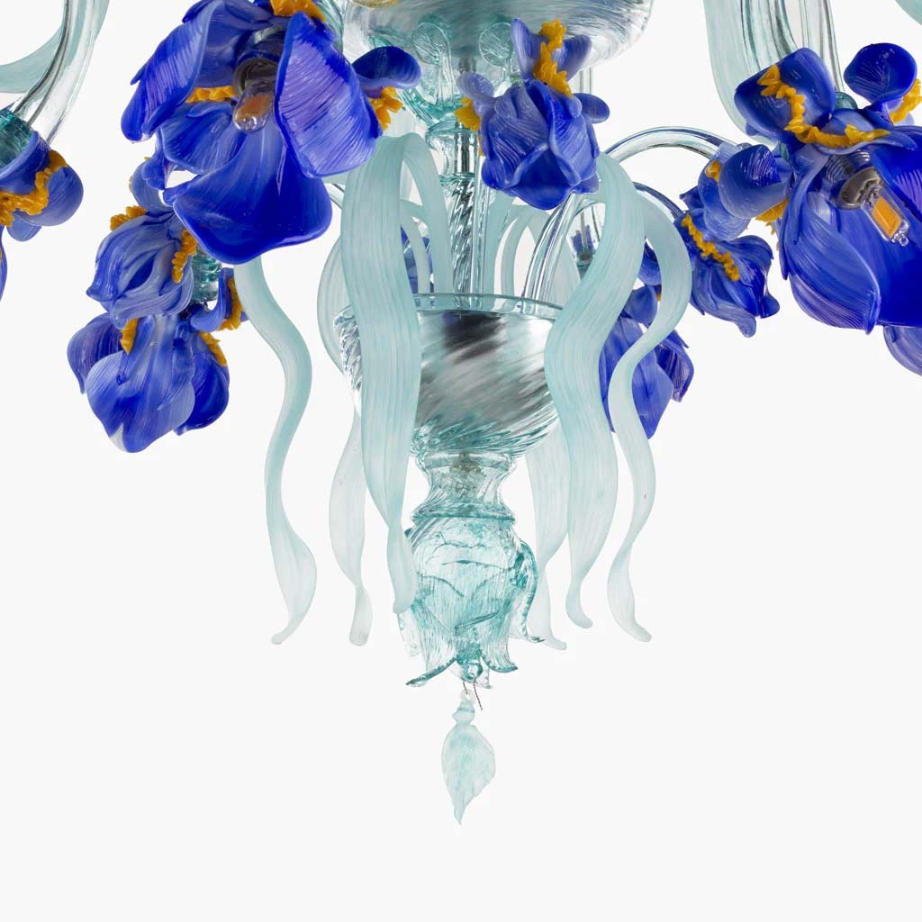 Iris Medusa