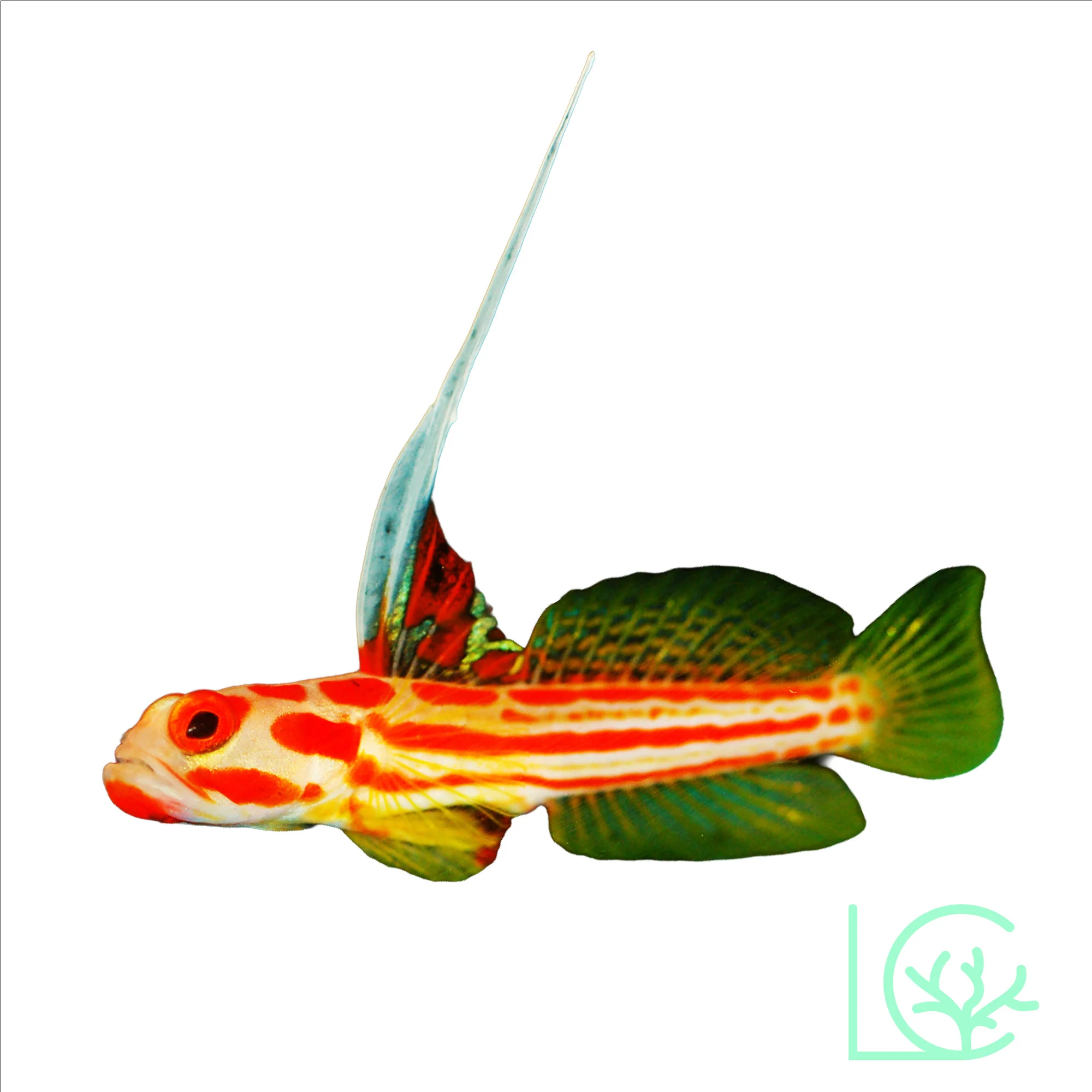Yasha Goby