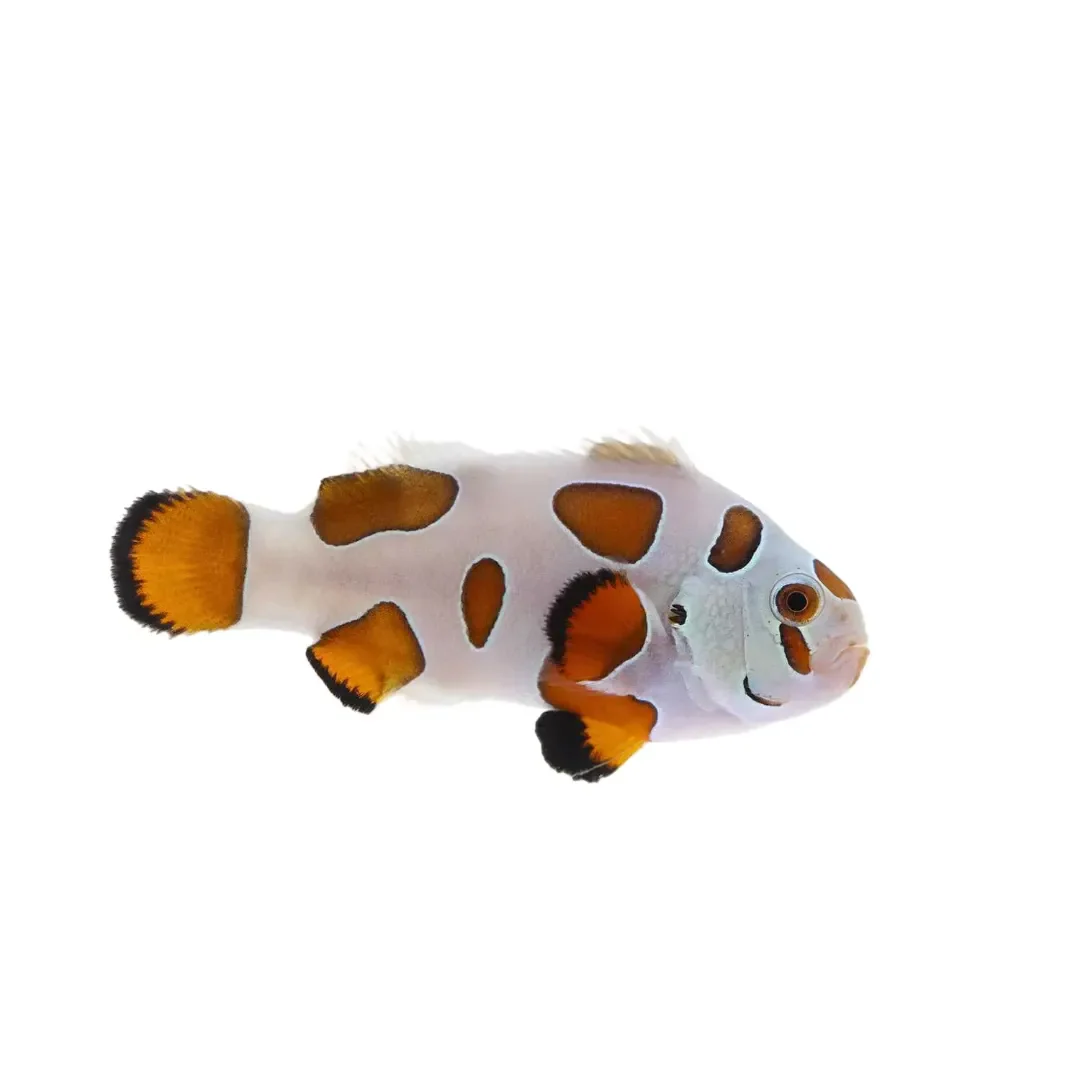 Orange Storm Clownfish