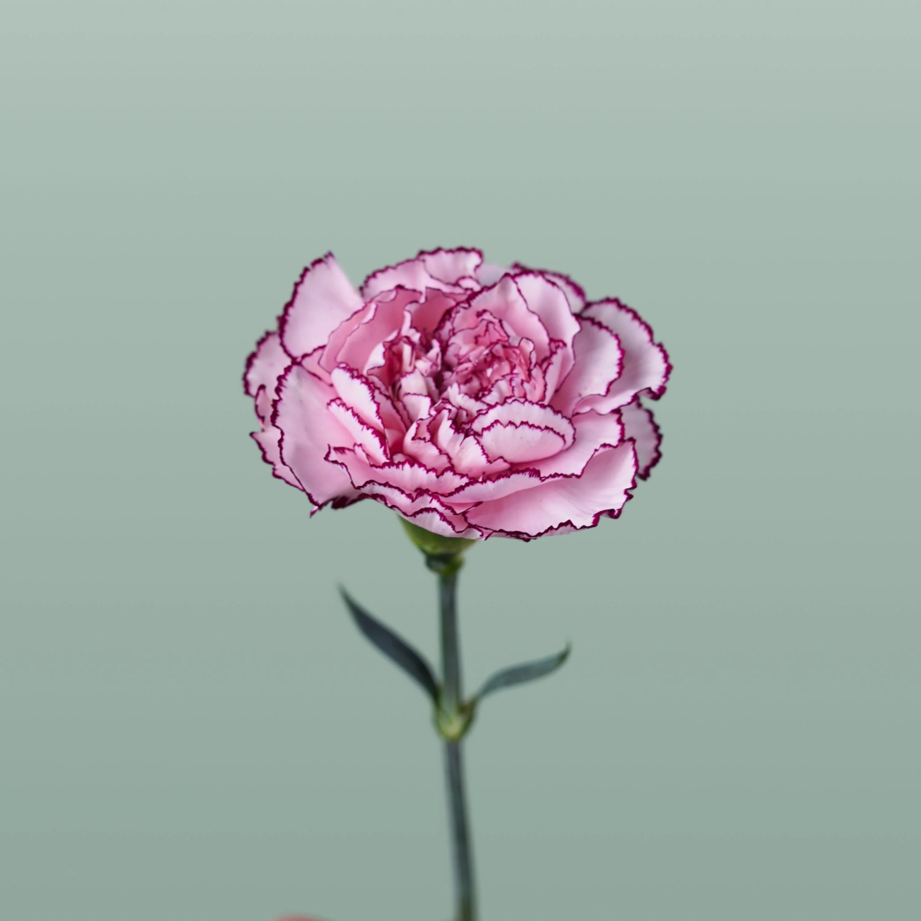 Carnation Standard Purple Damascus (20 Stems)