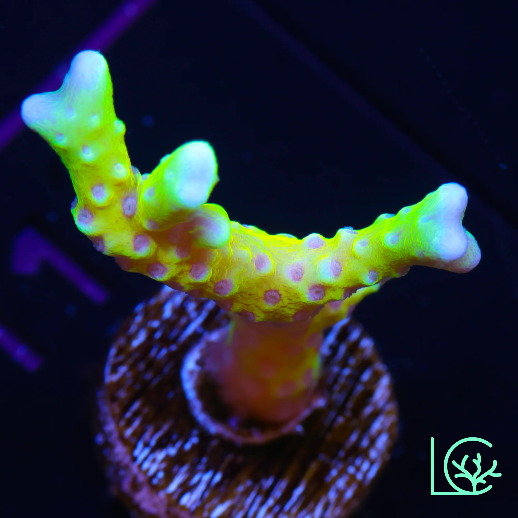 RRC Golden Rod Anacropora WYSIWYG