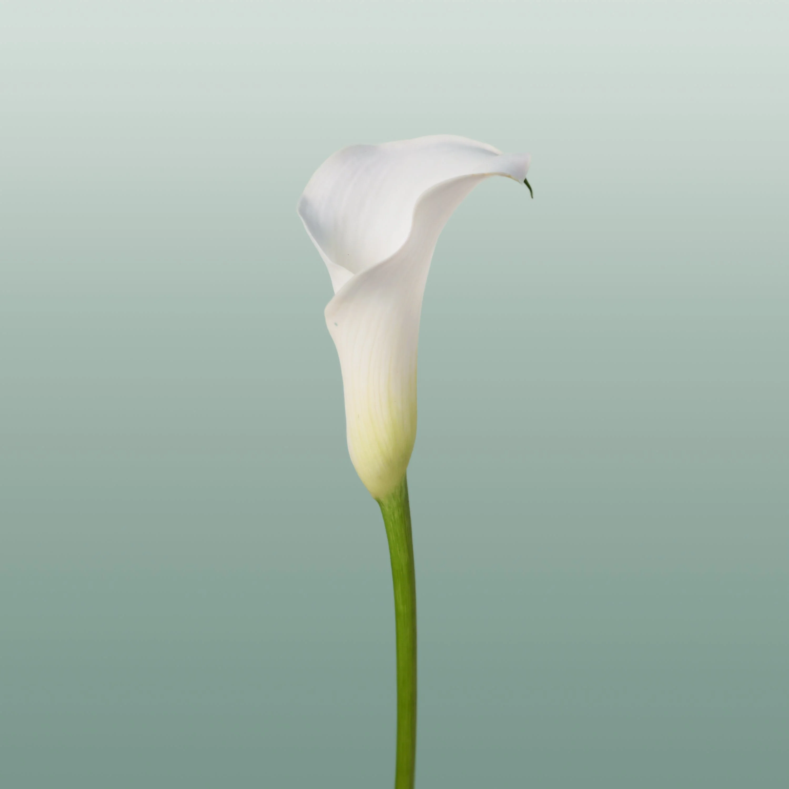 Calla Captain Ventura (10 Stems)