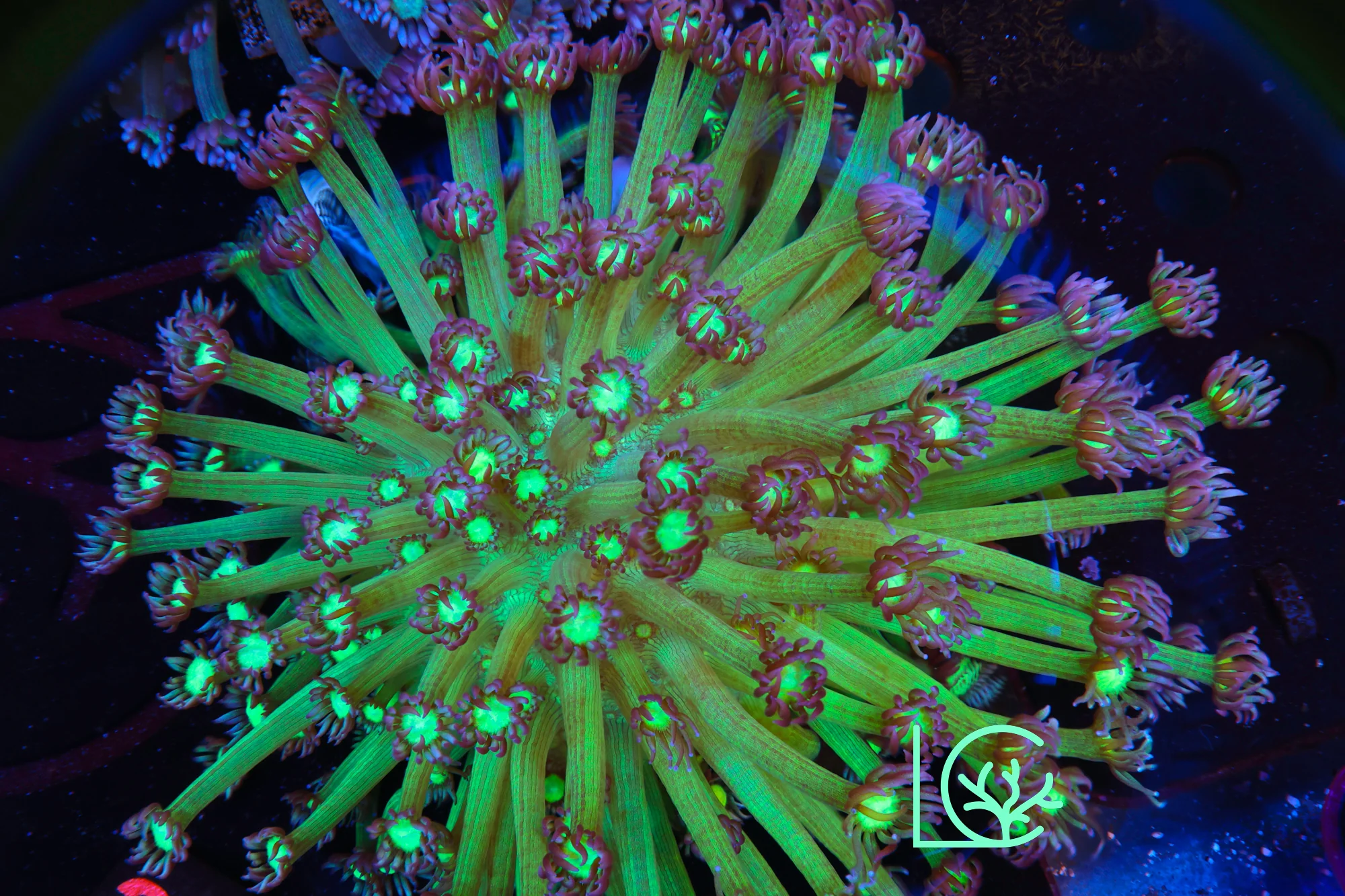 Glowstick Goni WYSIWYG