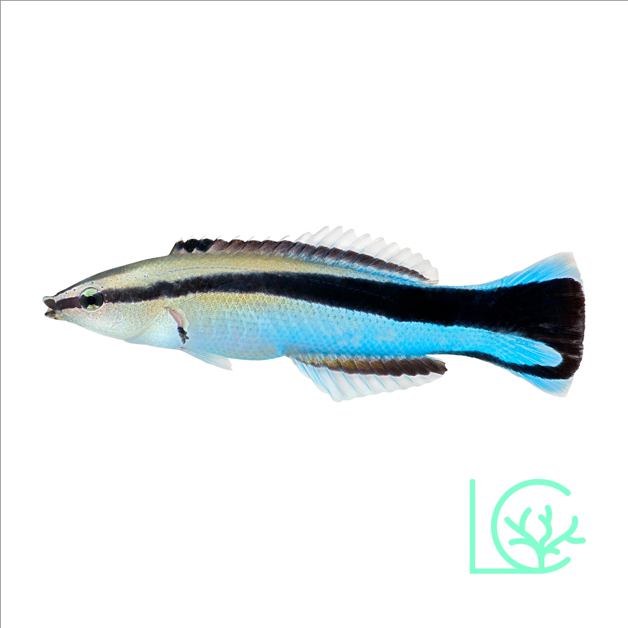 Cleaner Wrasse