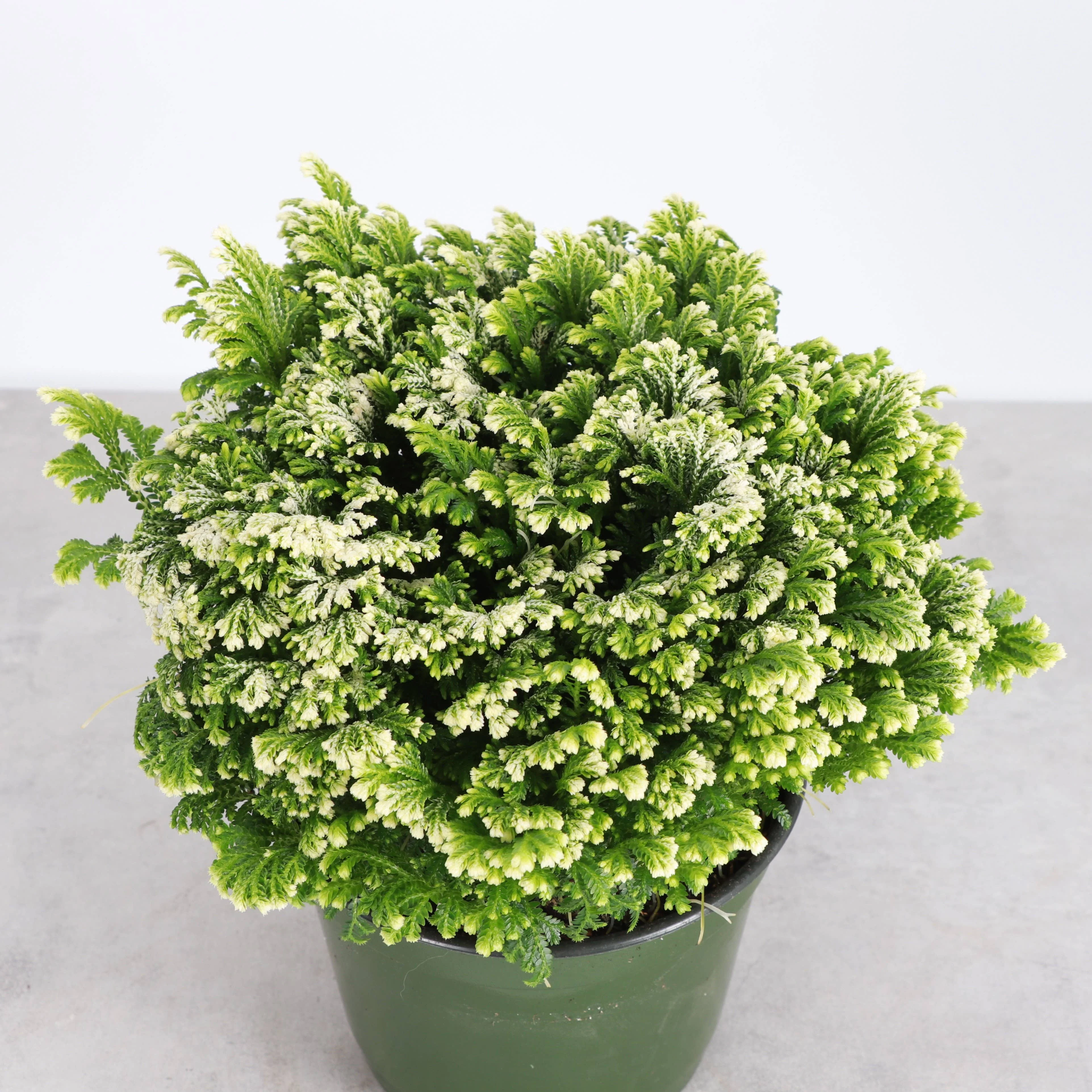 Frosty Fern Plant - Live Plant 4