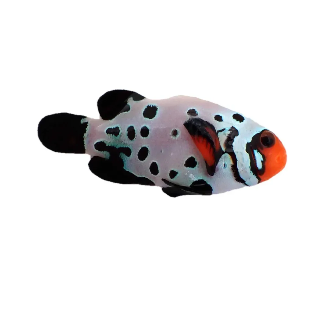 Extreme Bullet Hole Clownfish