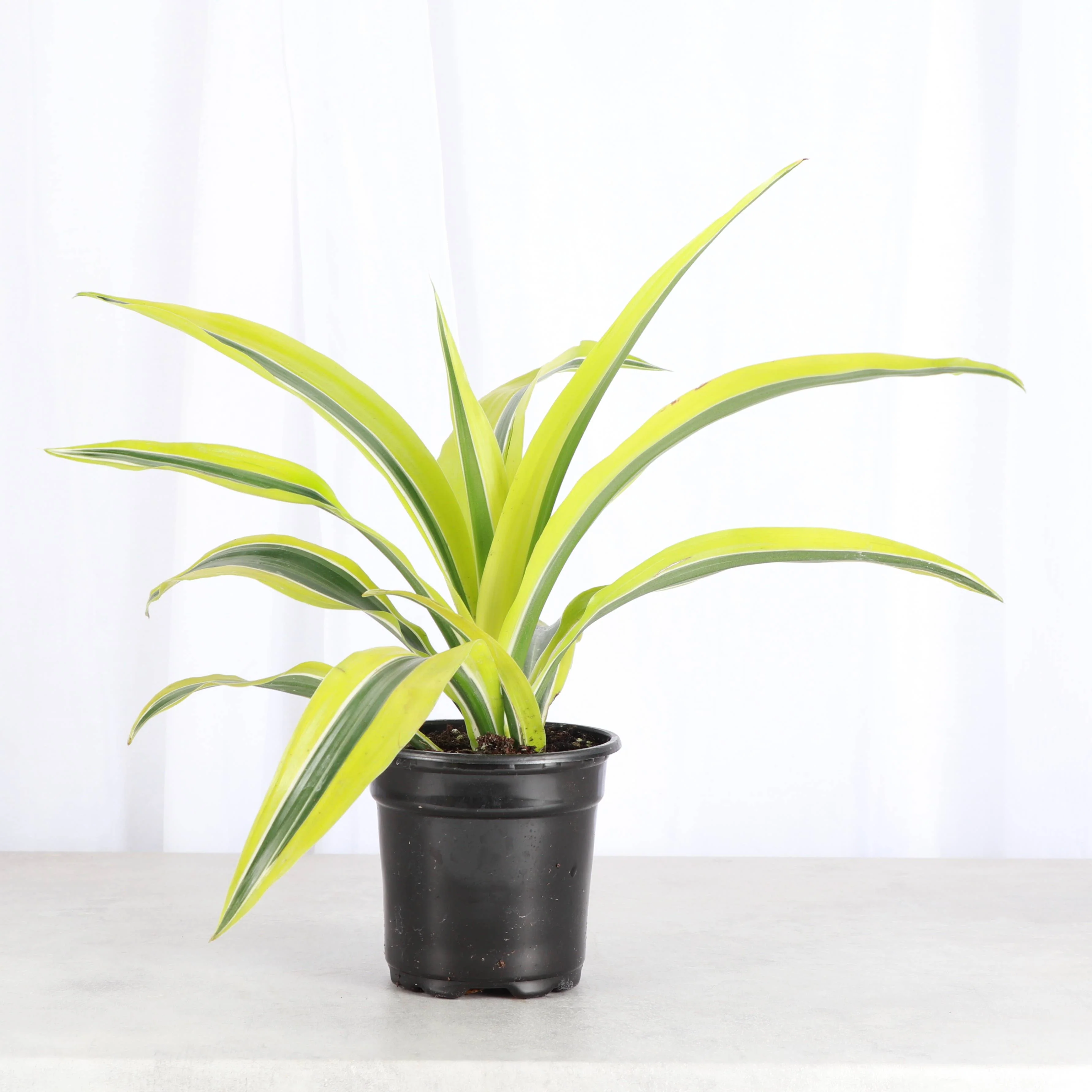 Lemon Lime Dracaena - Live Plant 6