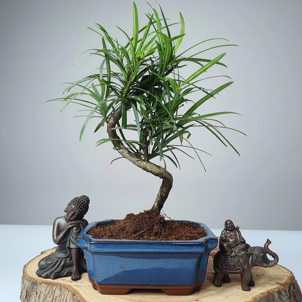 Buddhist Pine (Podocarpus Micro) Bonsai Tree | Shaped | In 15cm Pot