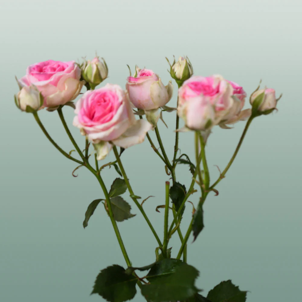 Spray Rose Mimi Eden