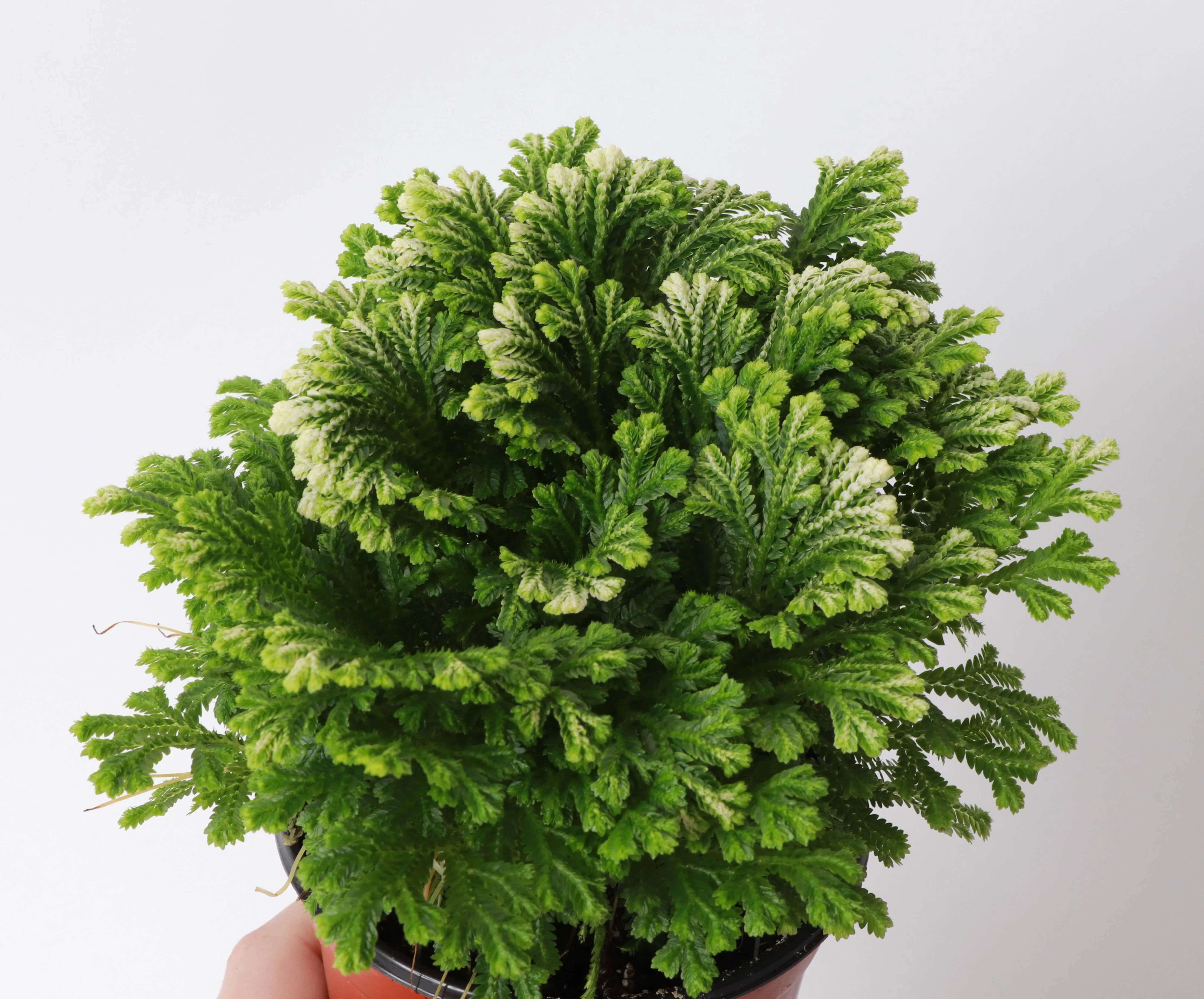 Frosty Fern Plant - Live Plant 4