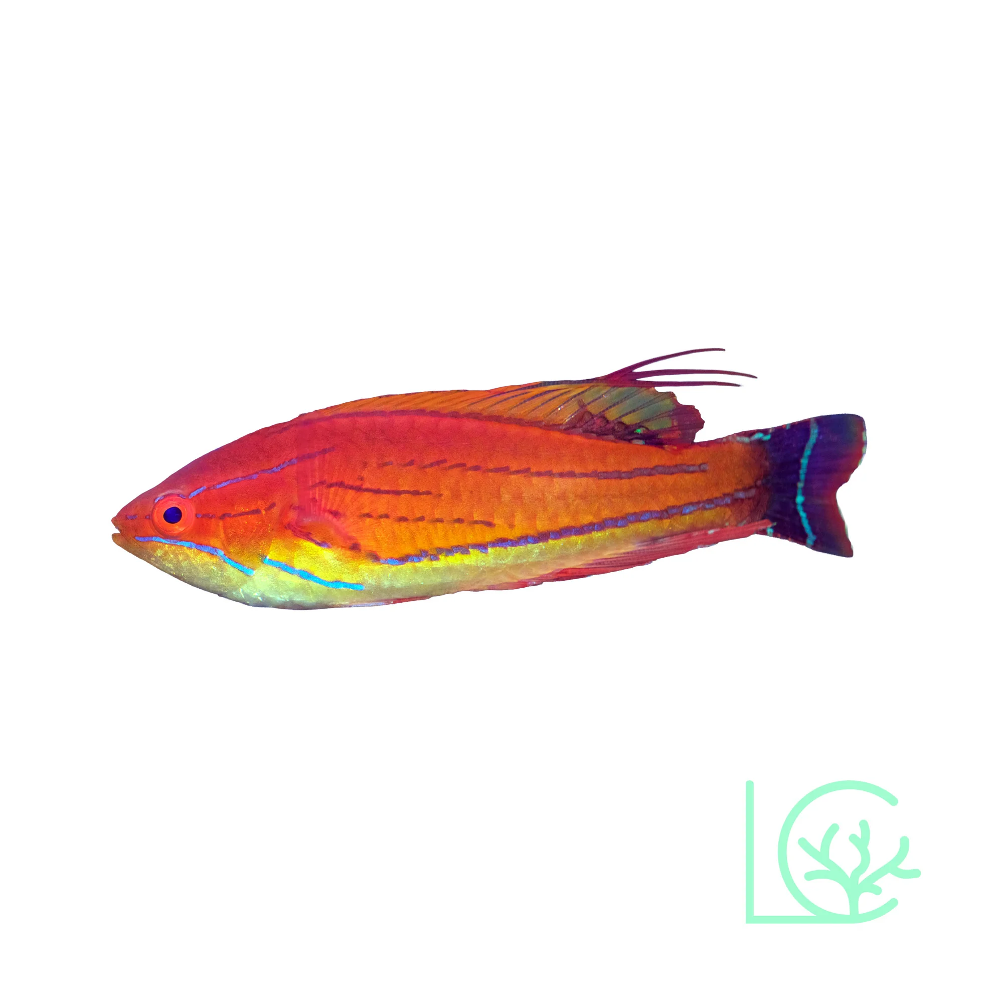 Carpenter's Flasher Wrasse