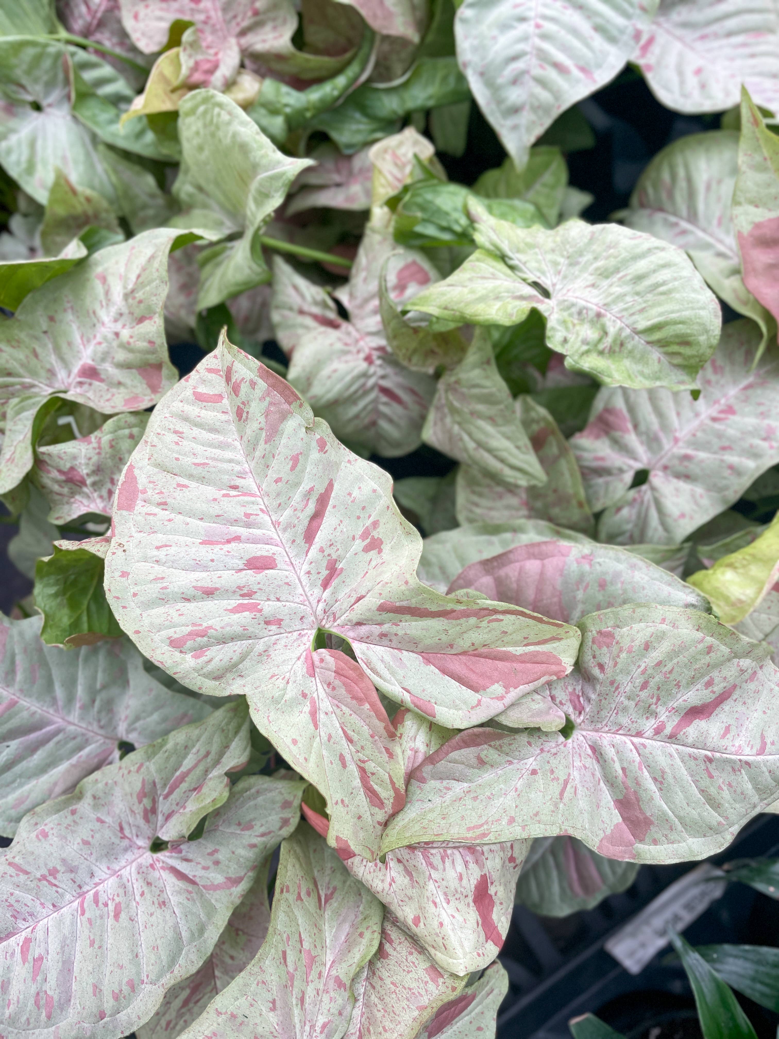 Syngonium Milk Confetti - 4
