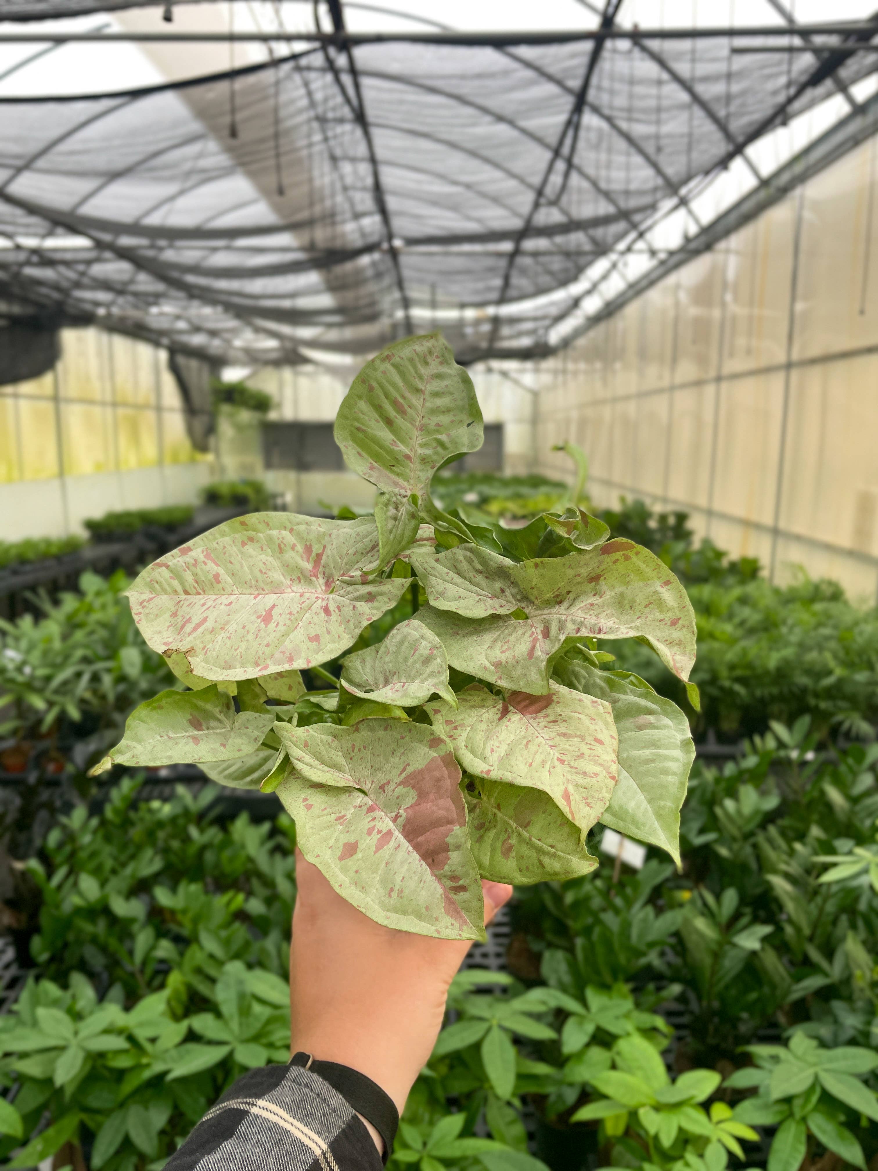 Syngonium Milk Confetti - 4